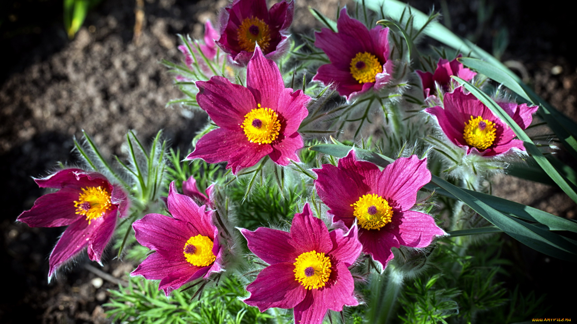 цветы, анемоны, , сон-трава, сон-трава