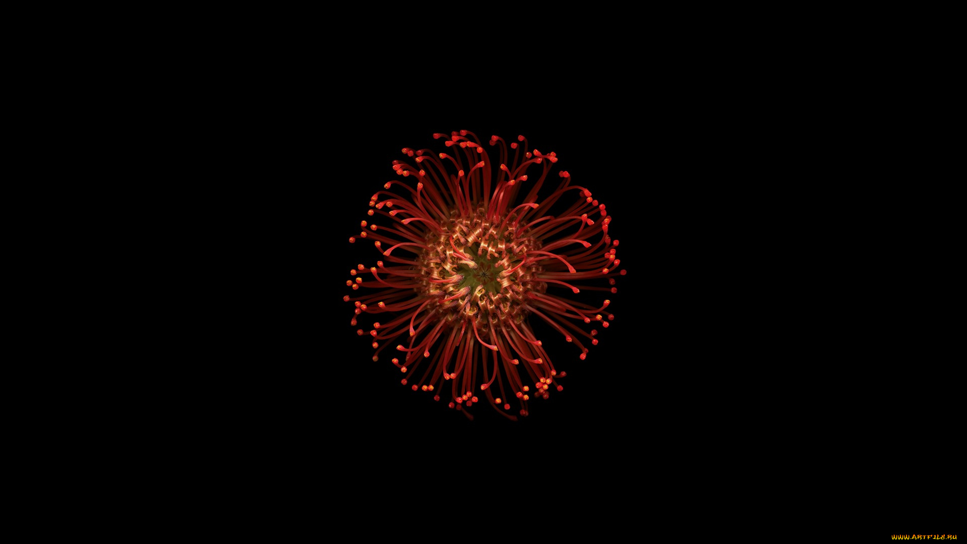 цветы, фон, цветок