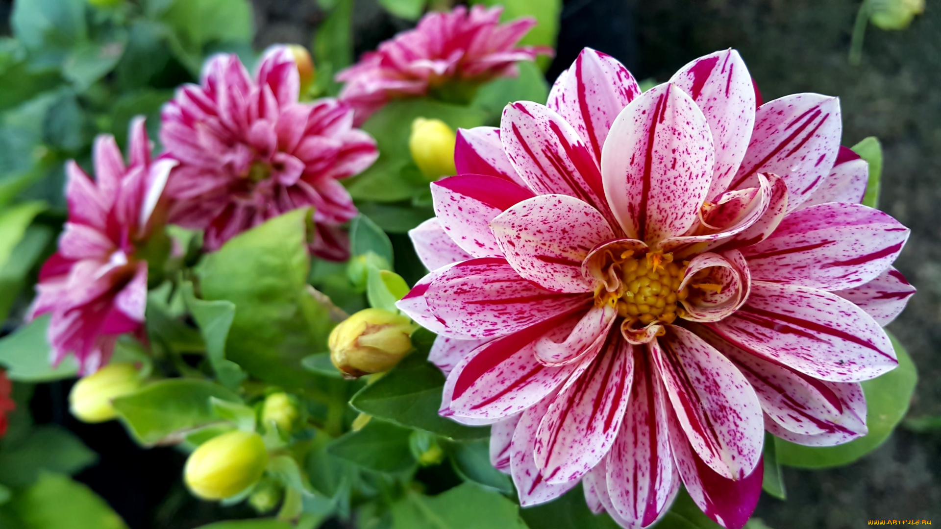 цветы, георгины, пестрый