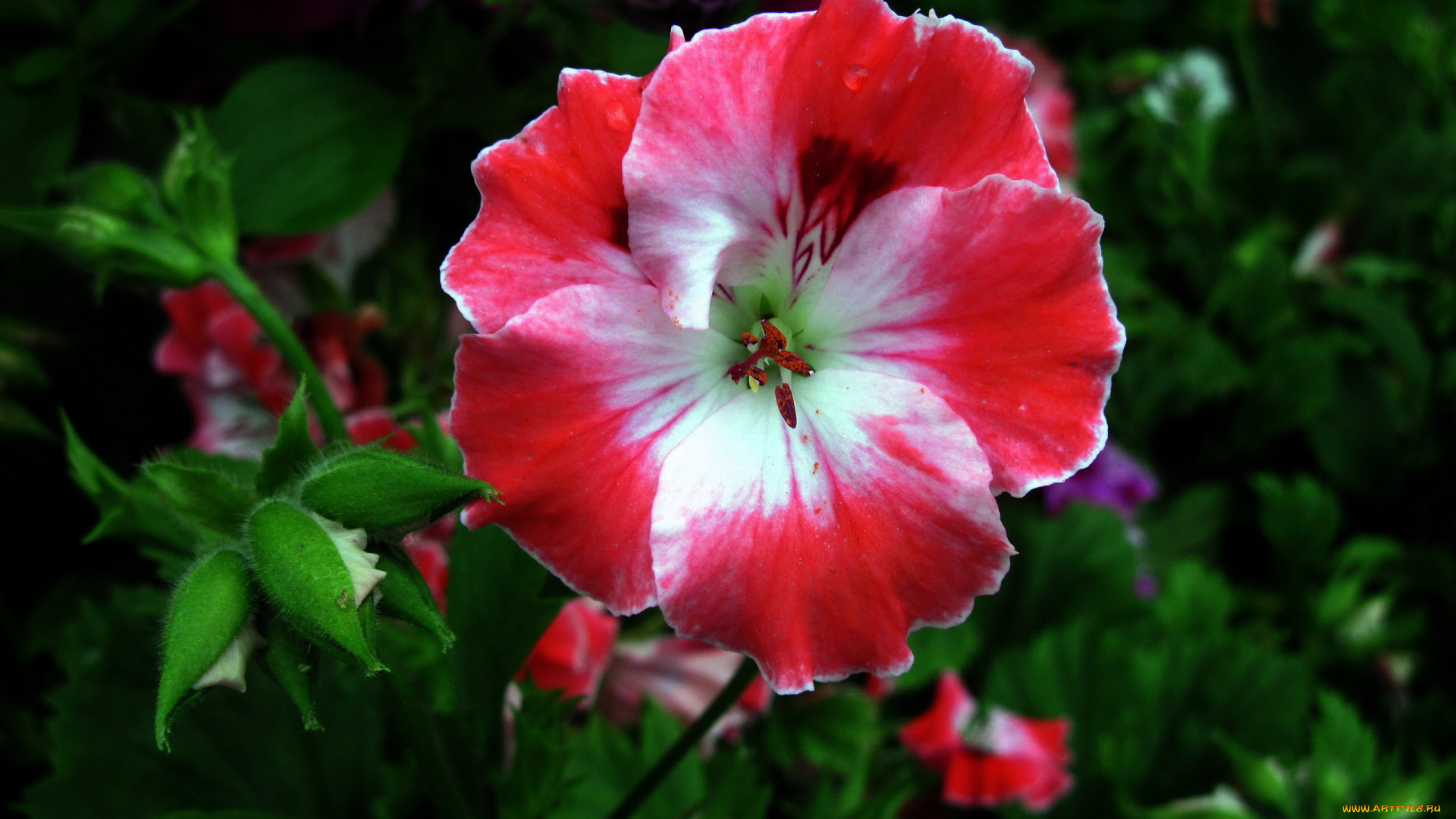 цветы, герань, макро