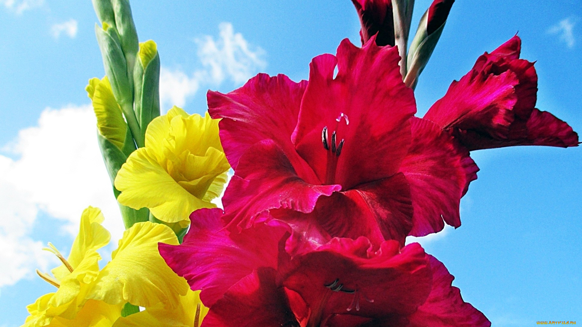 цветы, гладиолусы, желтый, красный