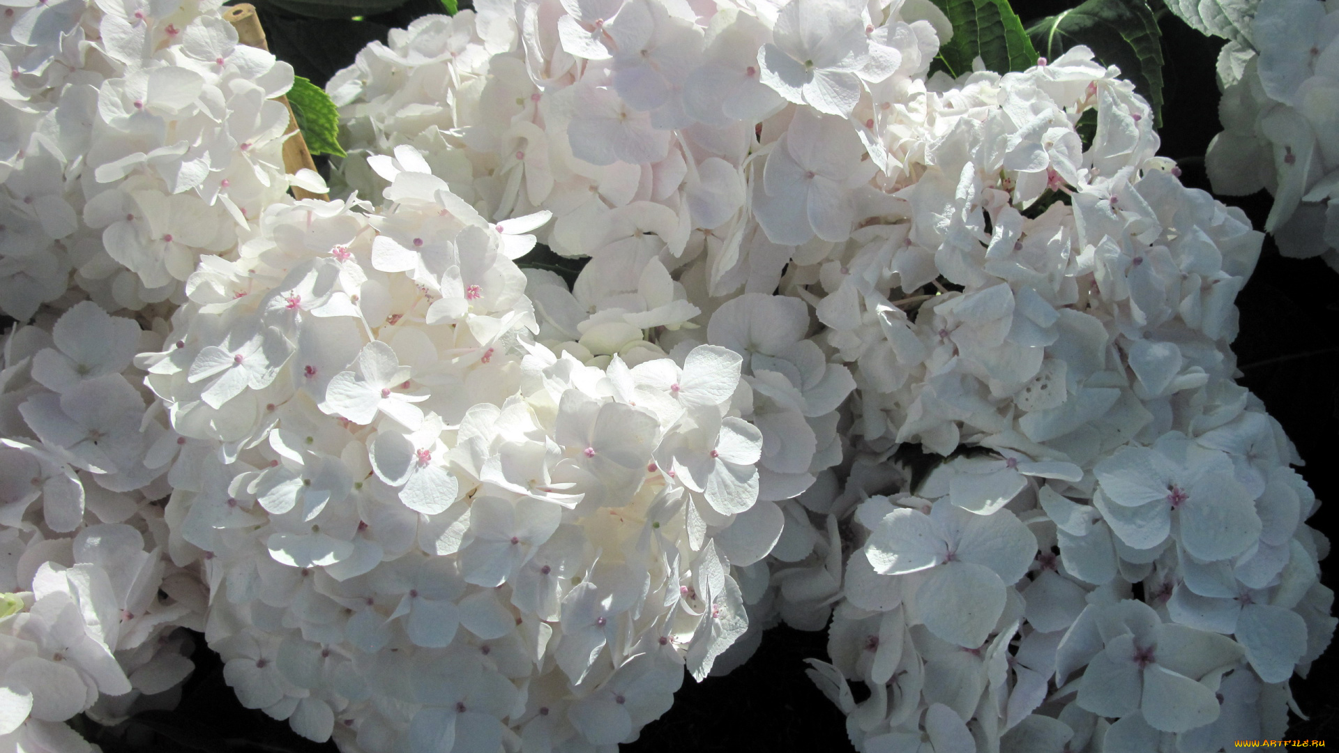 цветы, гортензия, белый