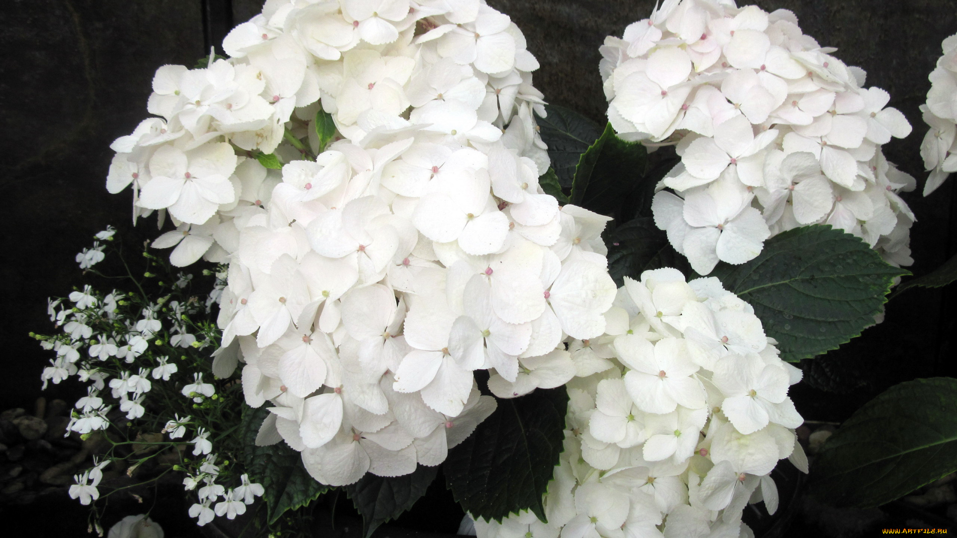 цветы, гортензия, белый