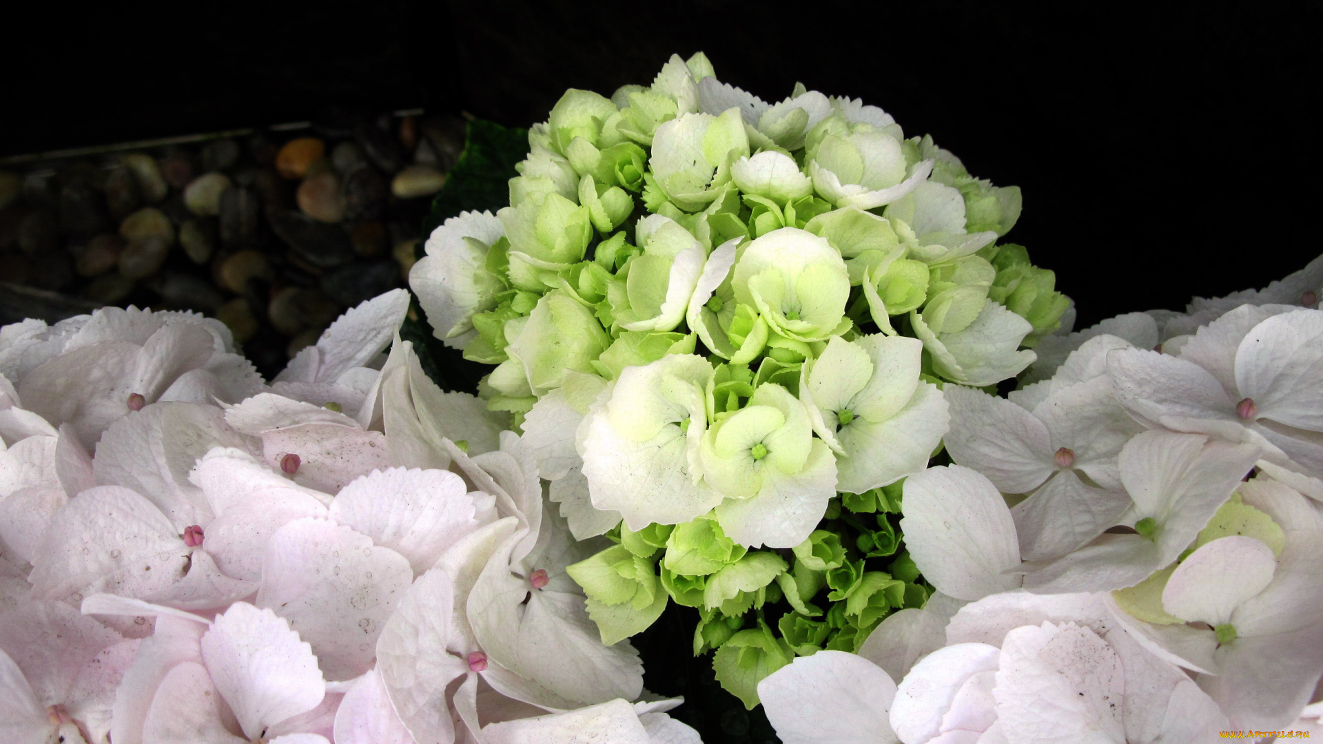 цветы, гортензия, бутоны