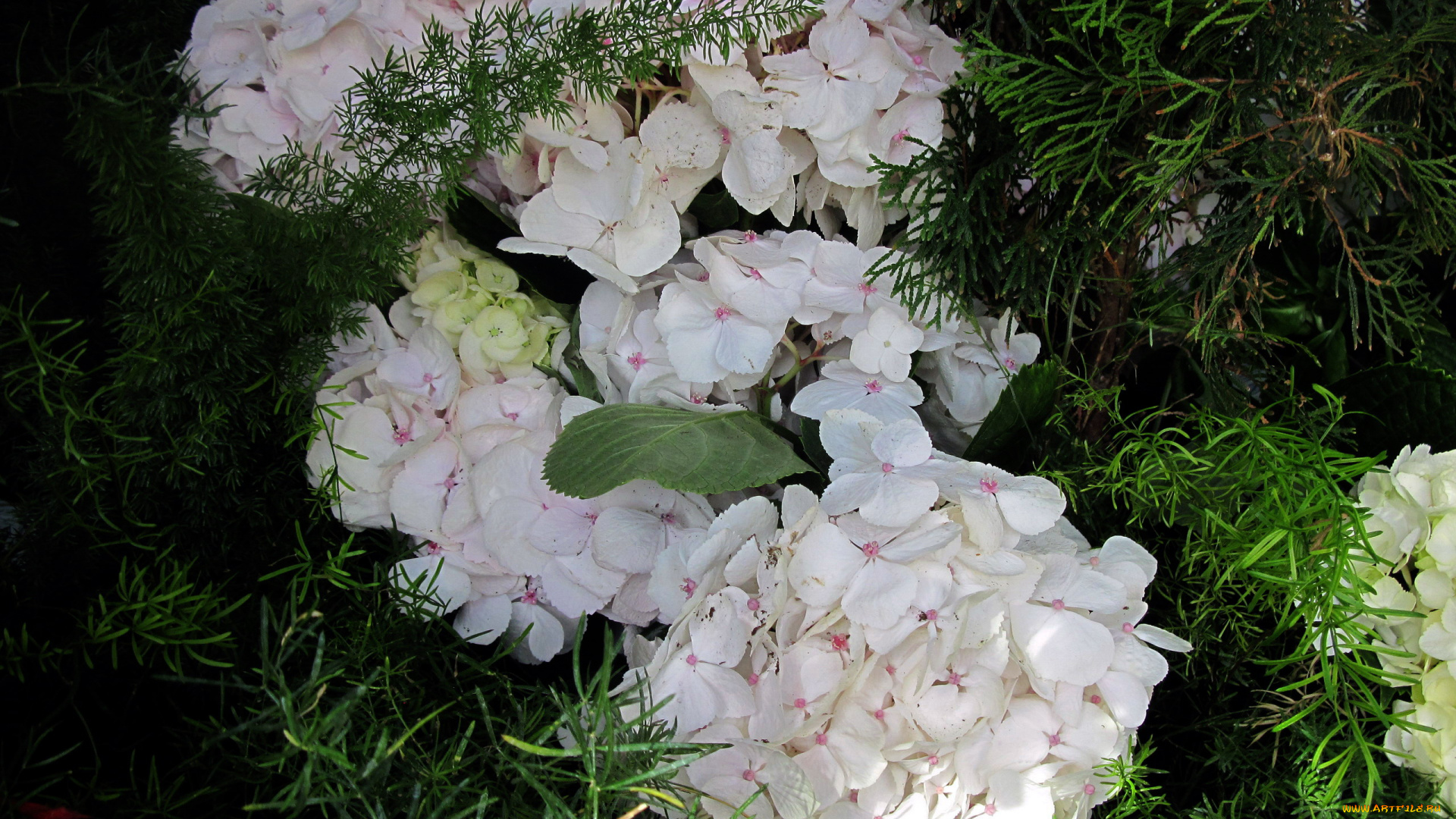 цветы, гортензия, соцветия