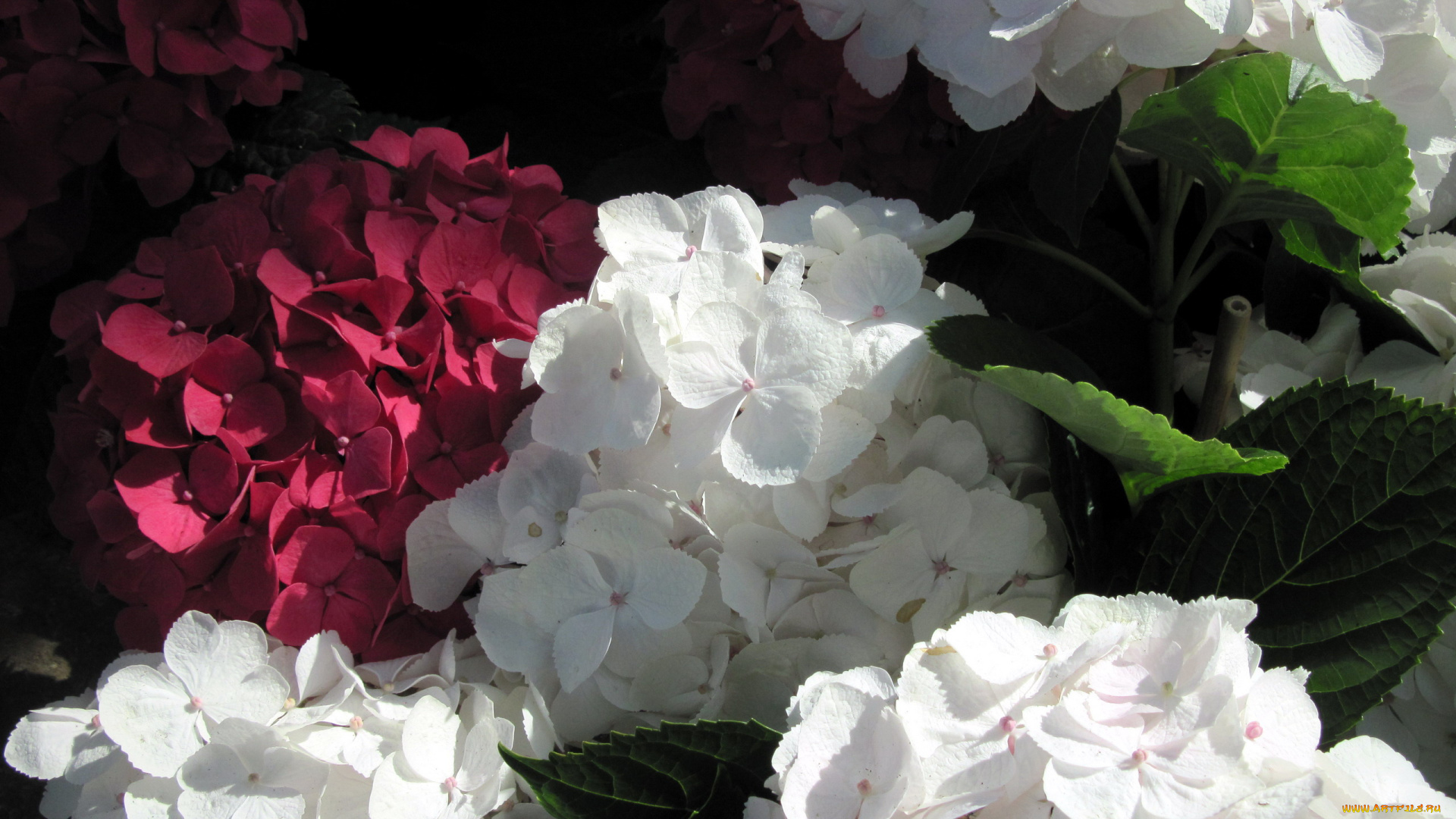цветы, гортензия, соцветия