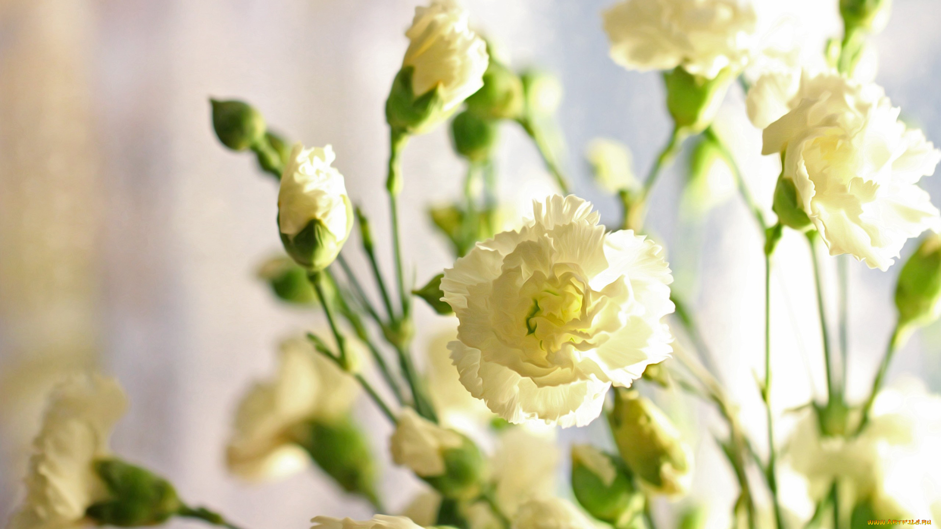 цветы, гвоздики, бутоны