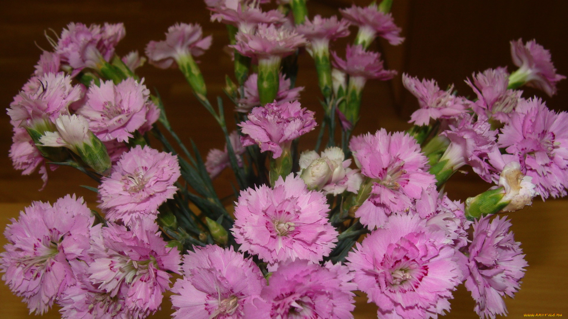 цветы, гвоздики, розовый