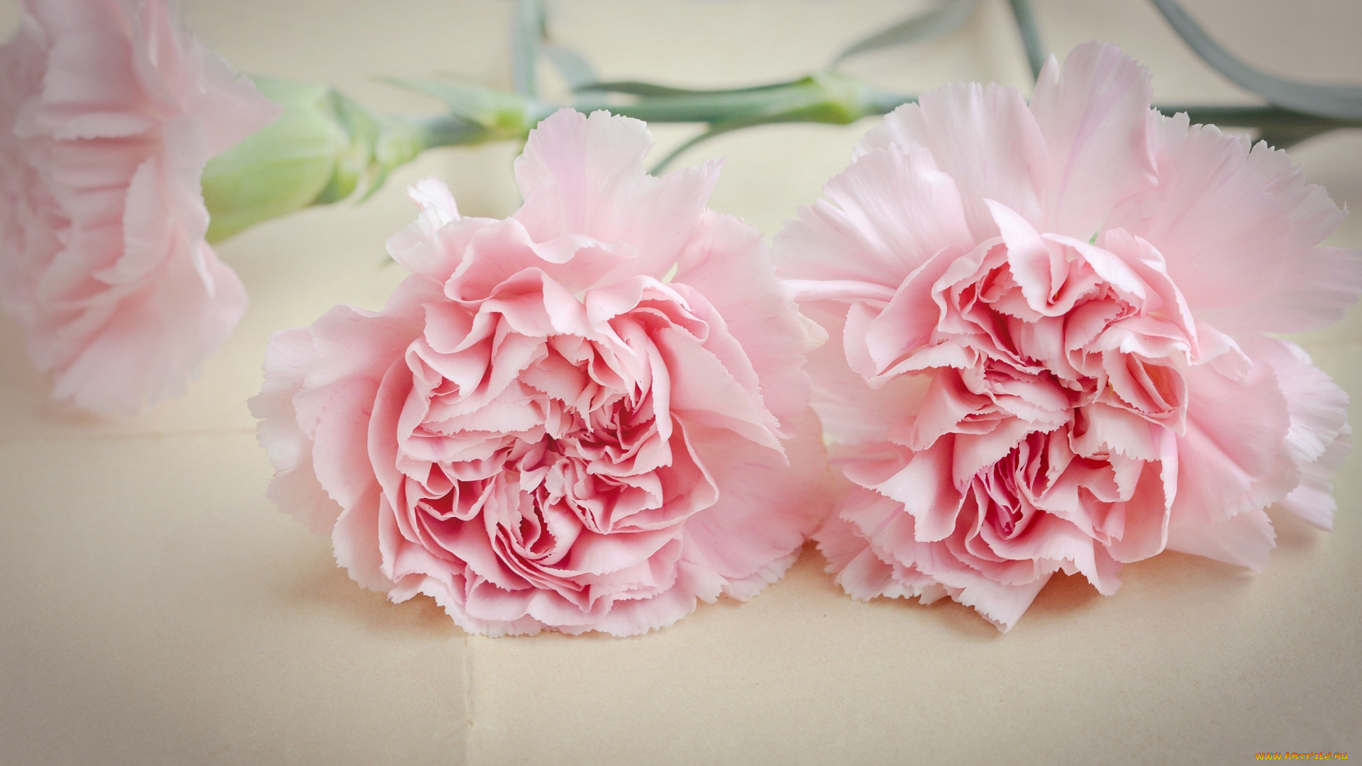 цветы, гвоздики, розовый