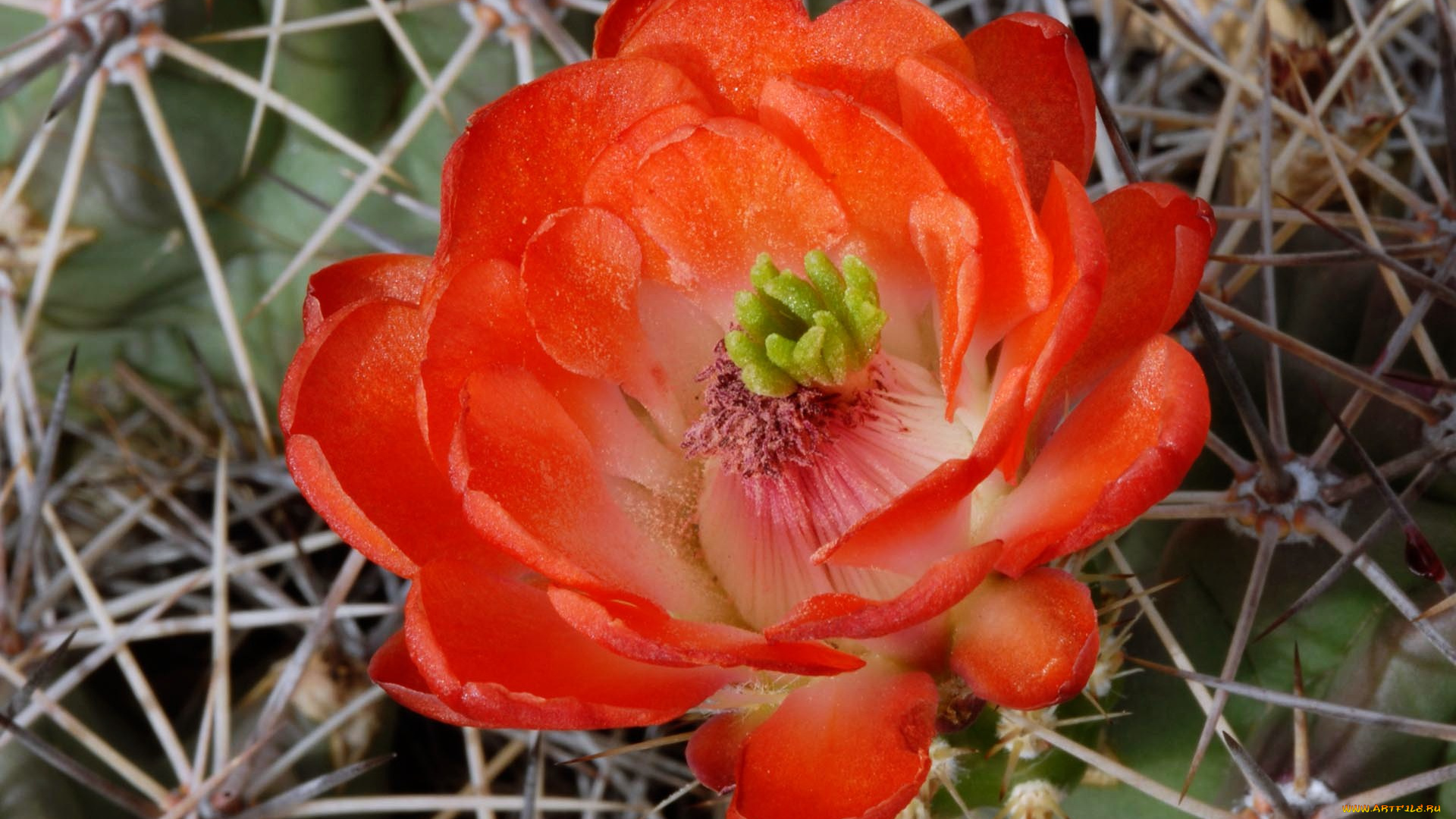 цветы, кактусы, макро