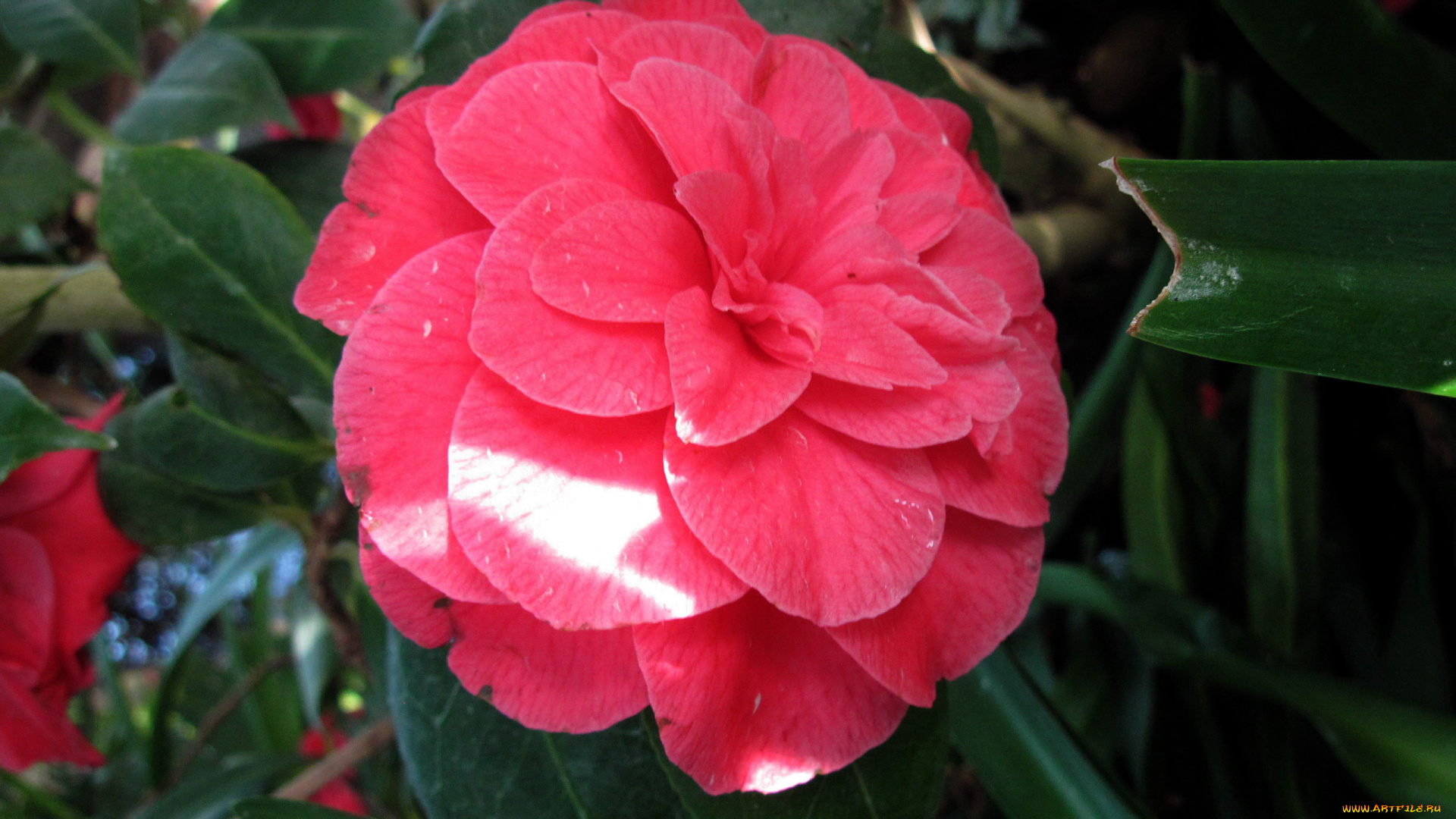 цветы, камелии, розовый