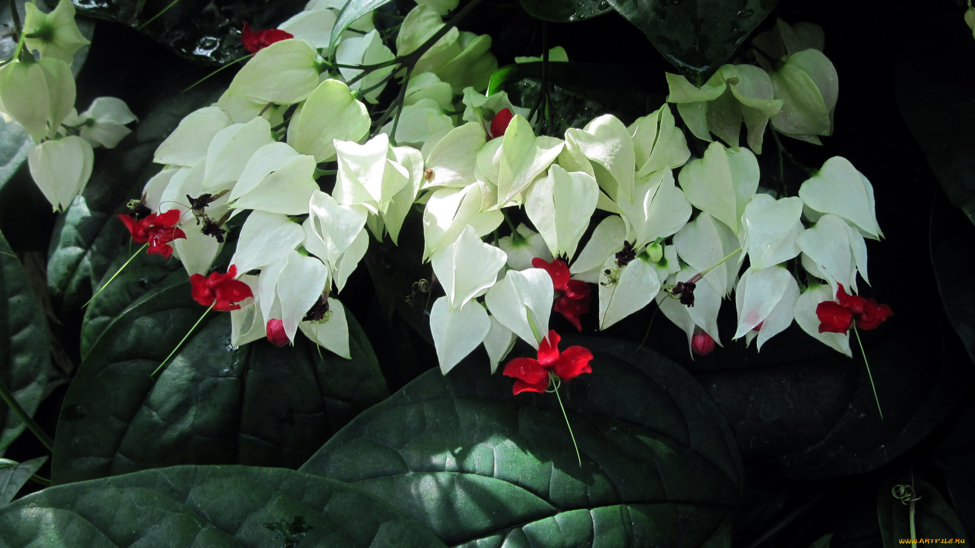 цветы, клеродендрумы, экзотика