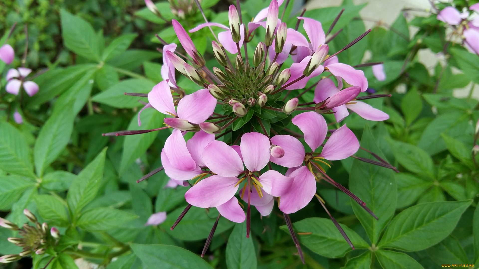 цветы, лепестки, фон