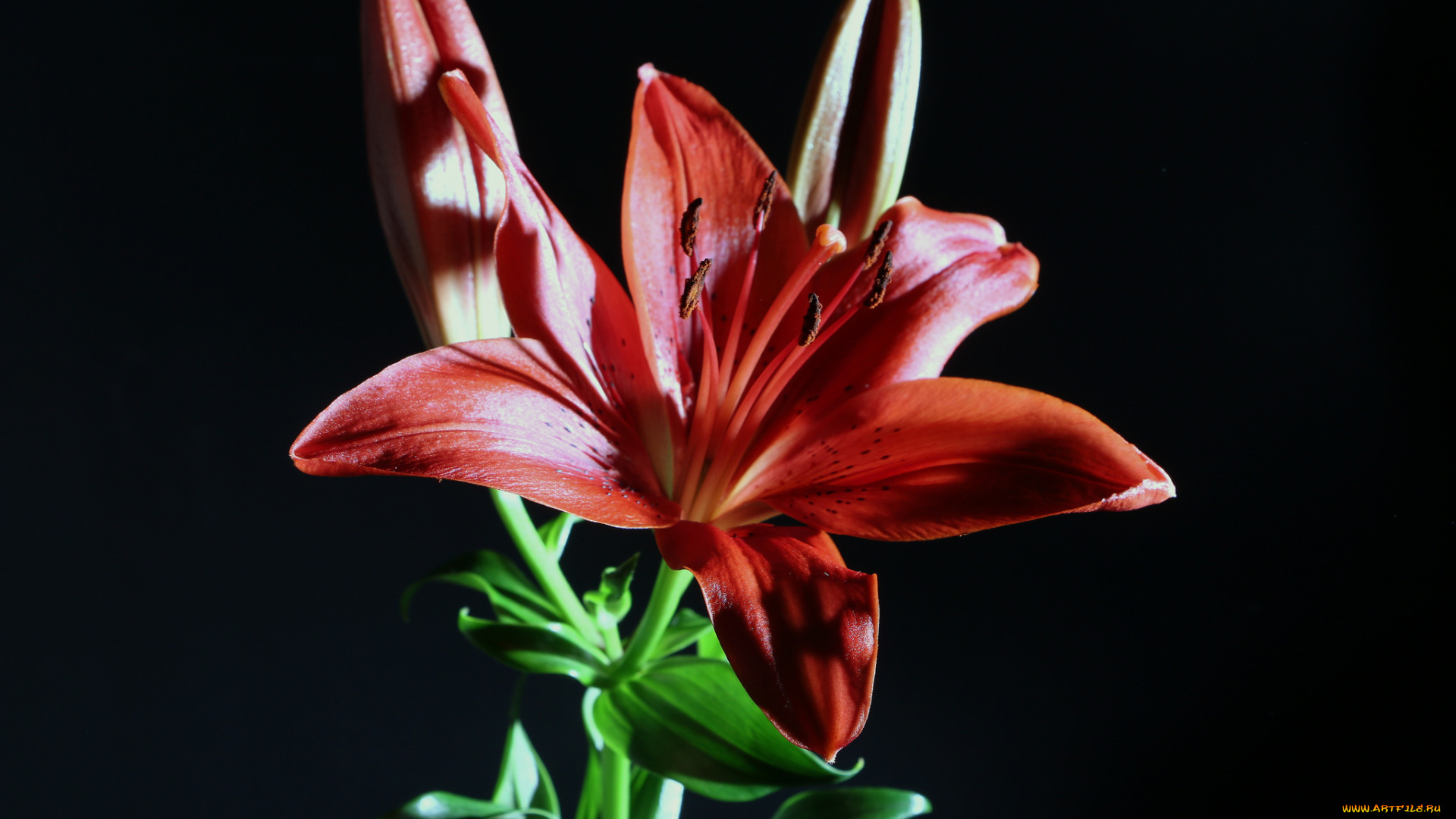 цветы, лилии, , лилейники, цветок