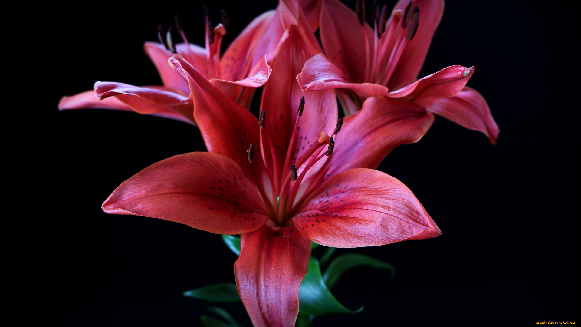 цветы, лилии, , лилейники, цветок