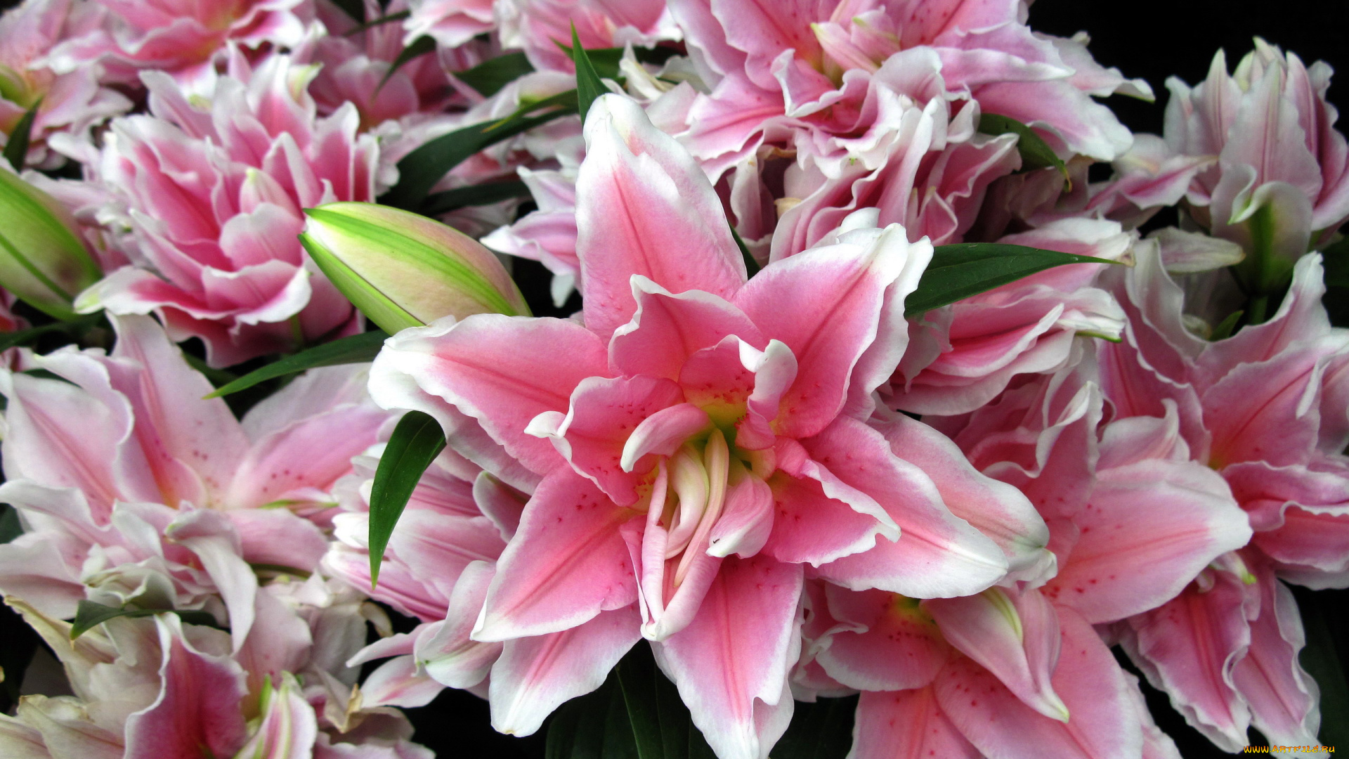 цветы, лилии, , лилейники, махровые, розовый