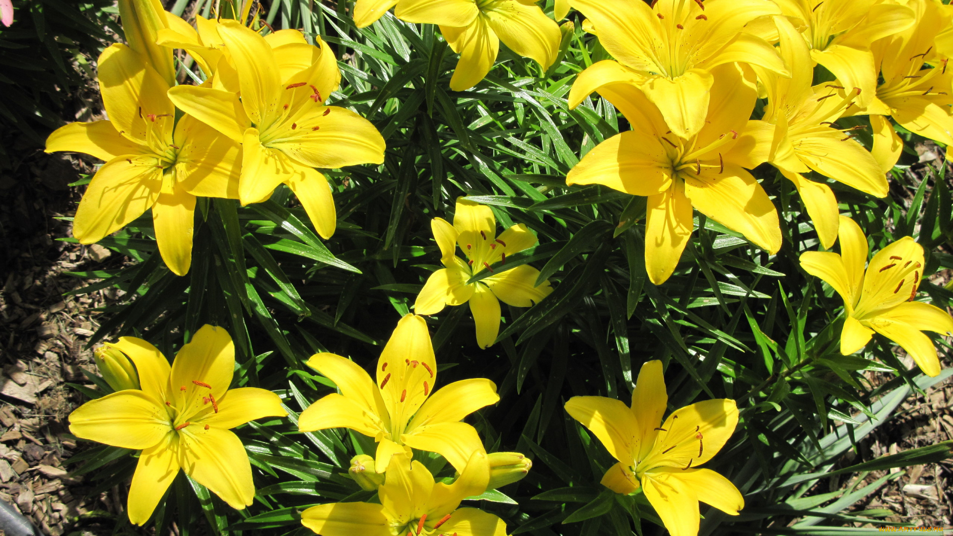 цветы, лилии, , лилейники, желтый, солнечный