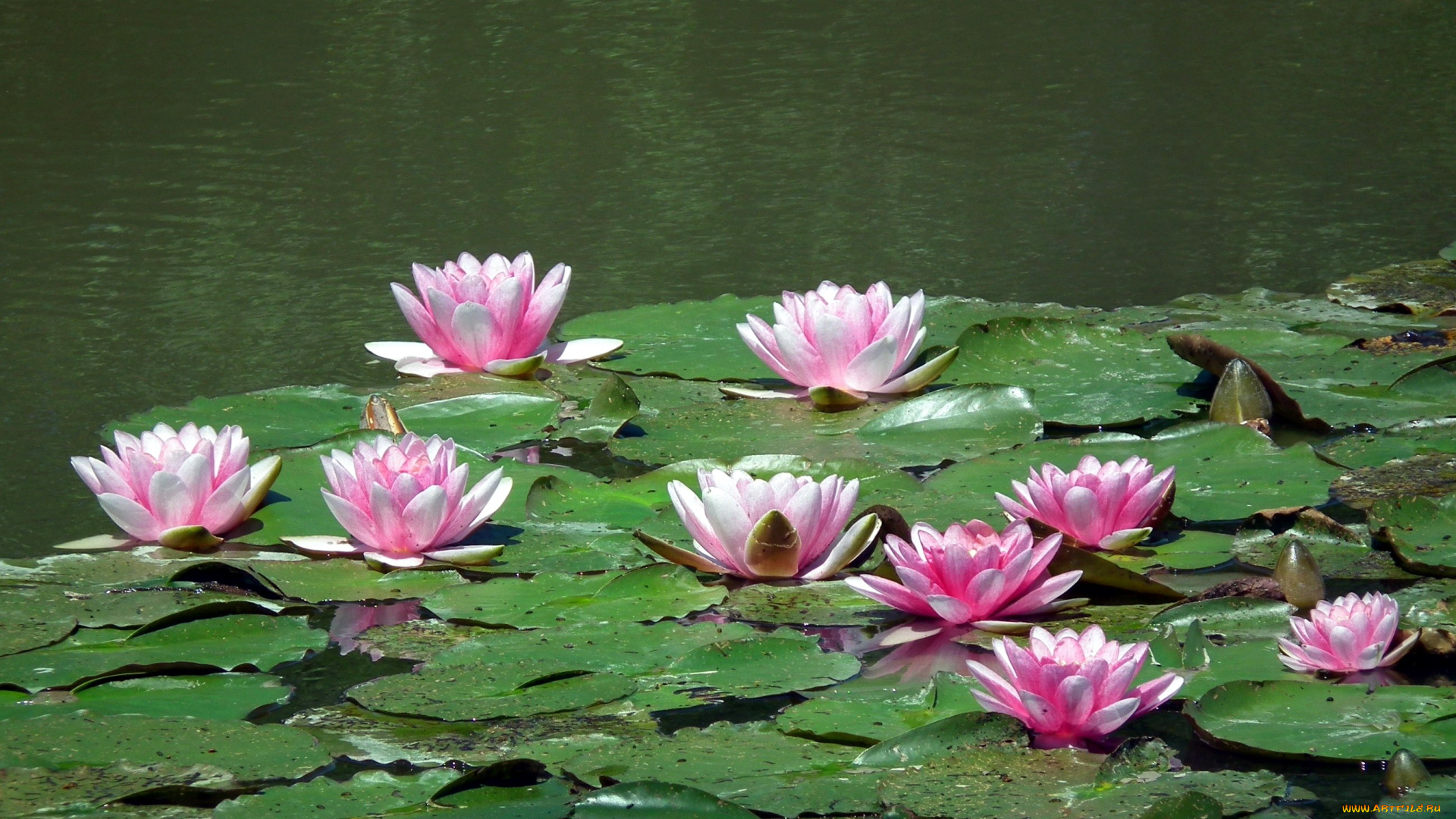 цветы, лилии, водяные, , нимфеи, , кувшинки, водоем, лилии, листья