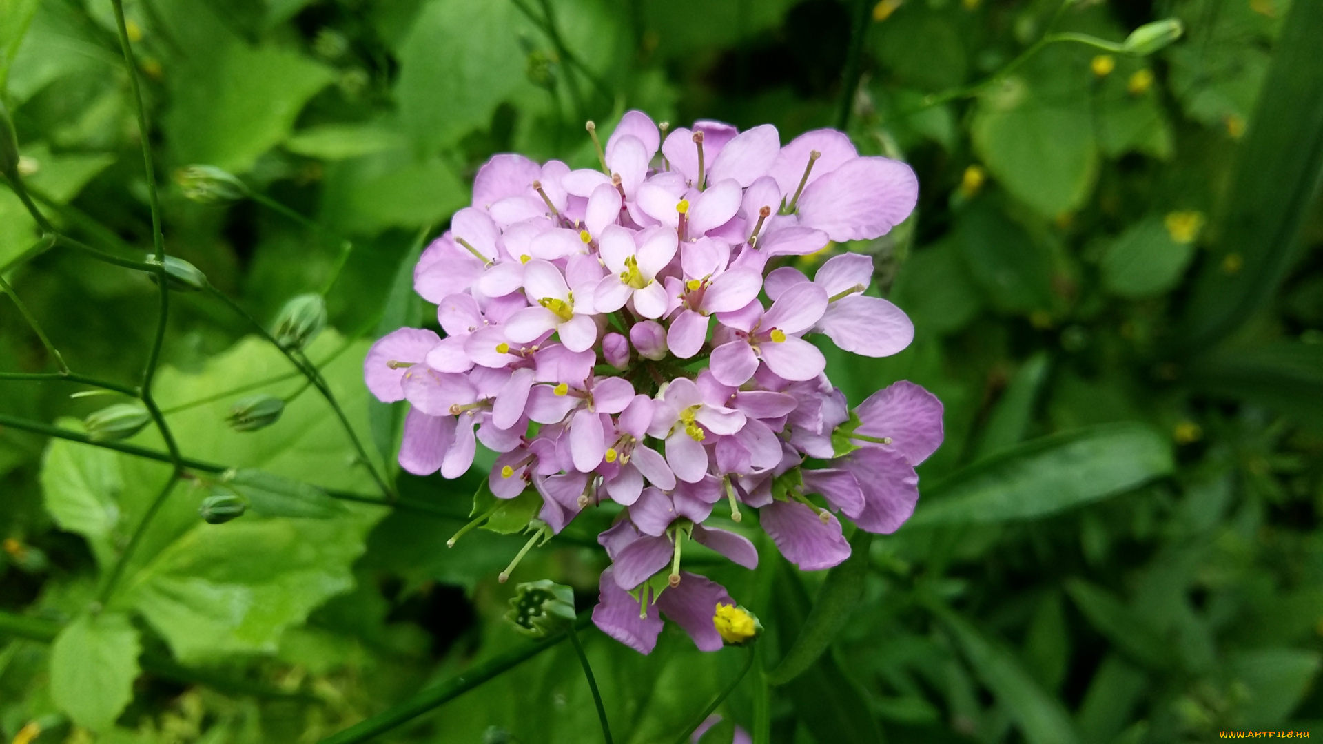 цветы, луговые, , полевые, , цветы, лепестки, фон