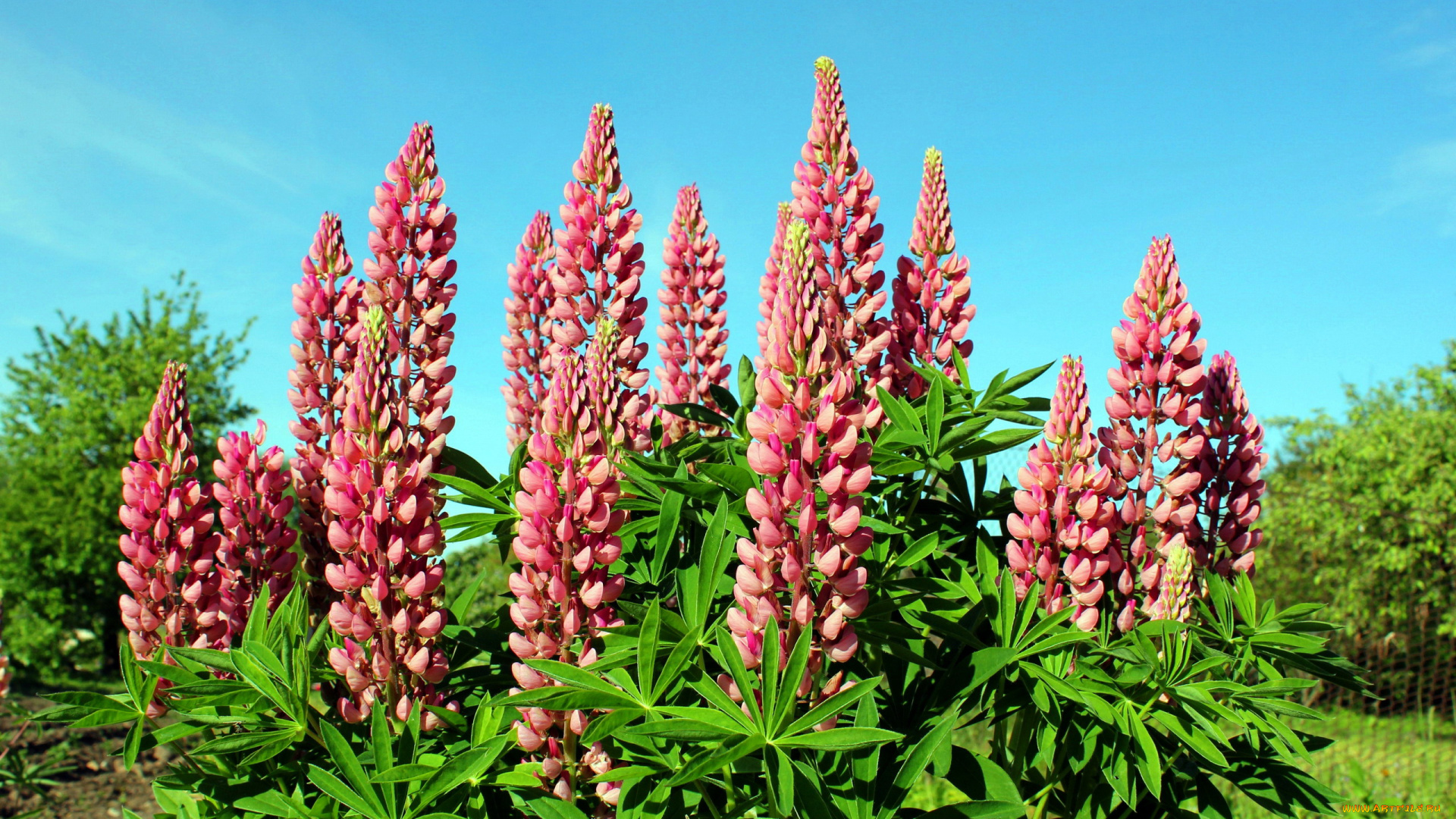 цветы, люпин, розовый