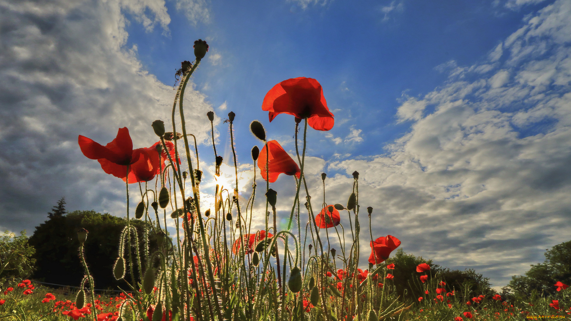 цветы, маки, луг, трава, поле, облака, небо