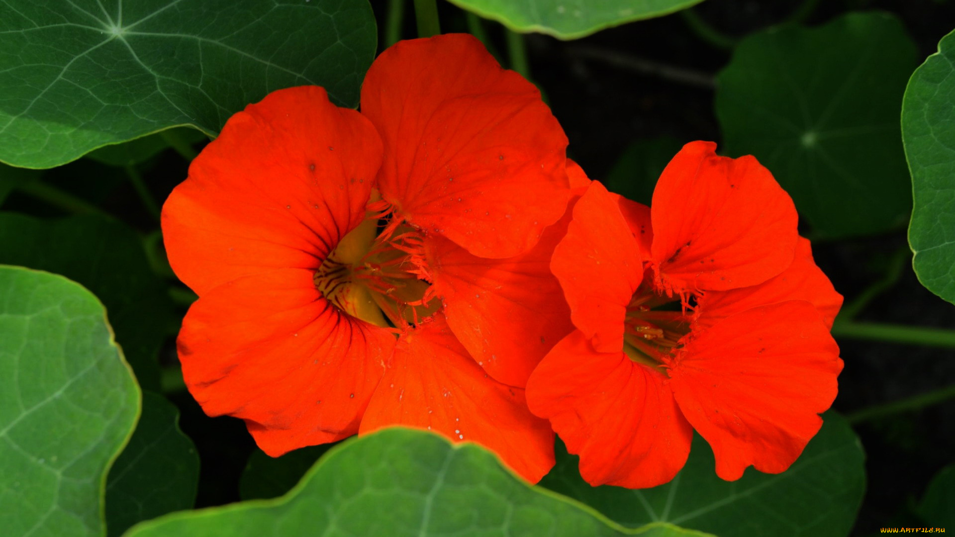 цветы, настурции, оранжевый