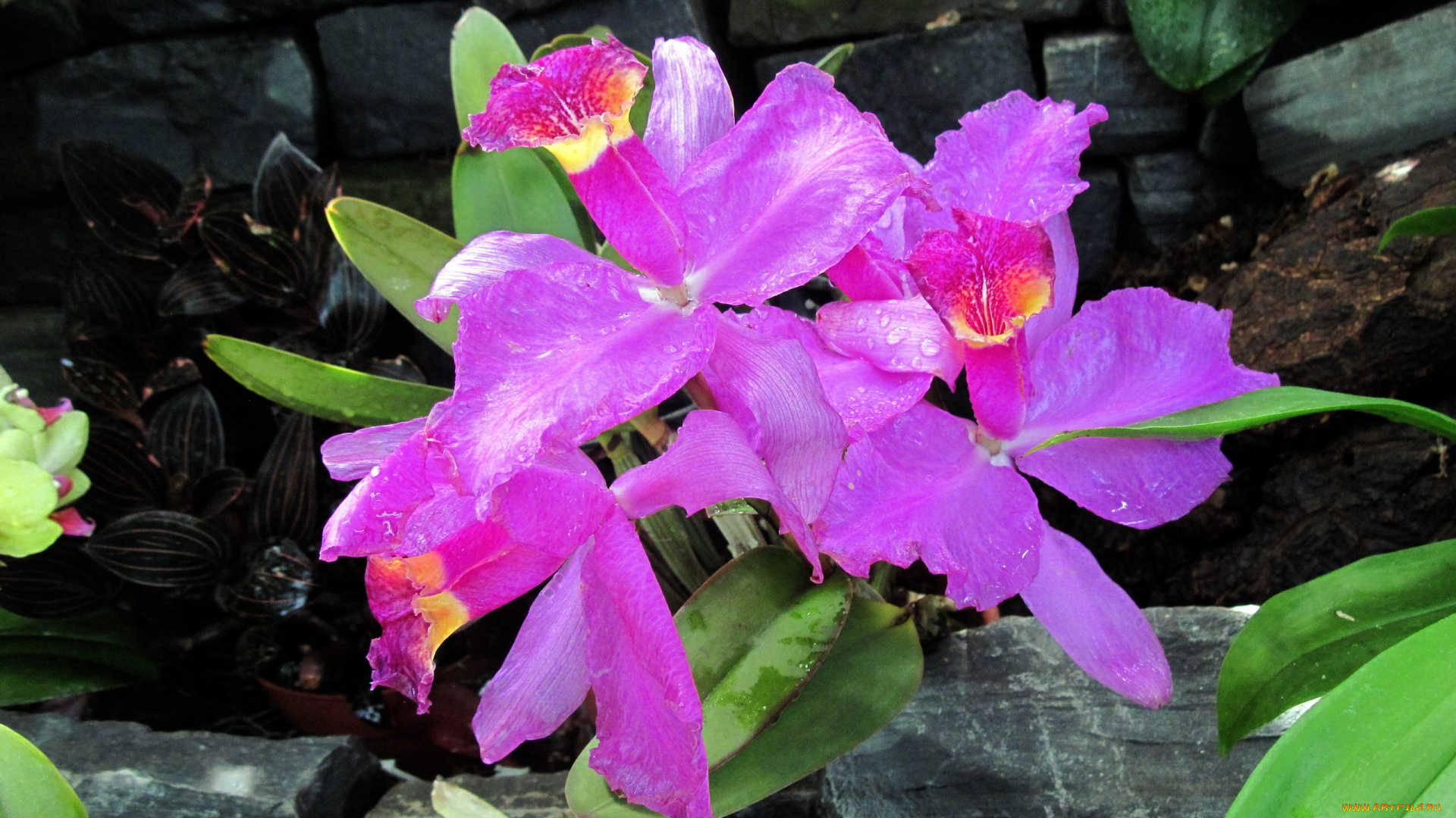 цветы, орхидеи, розовый