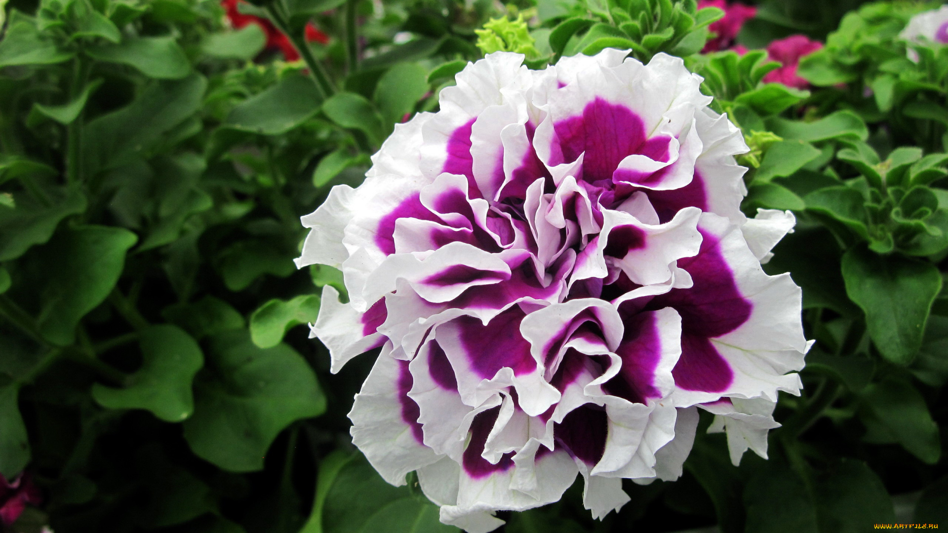 цветы, петунии, , калибрахоа, махровая