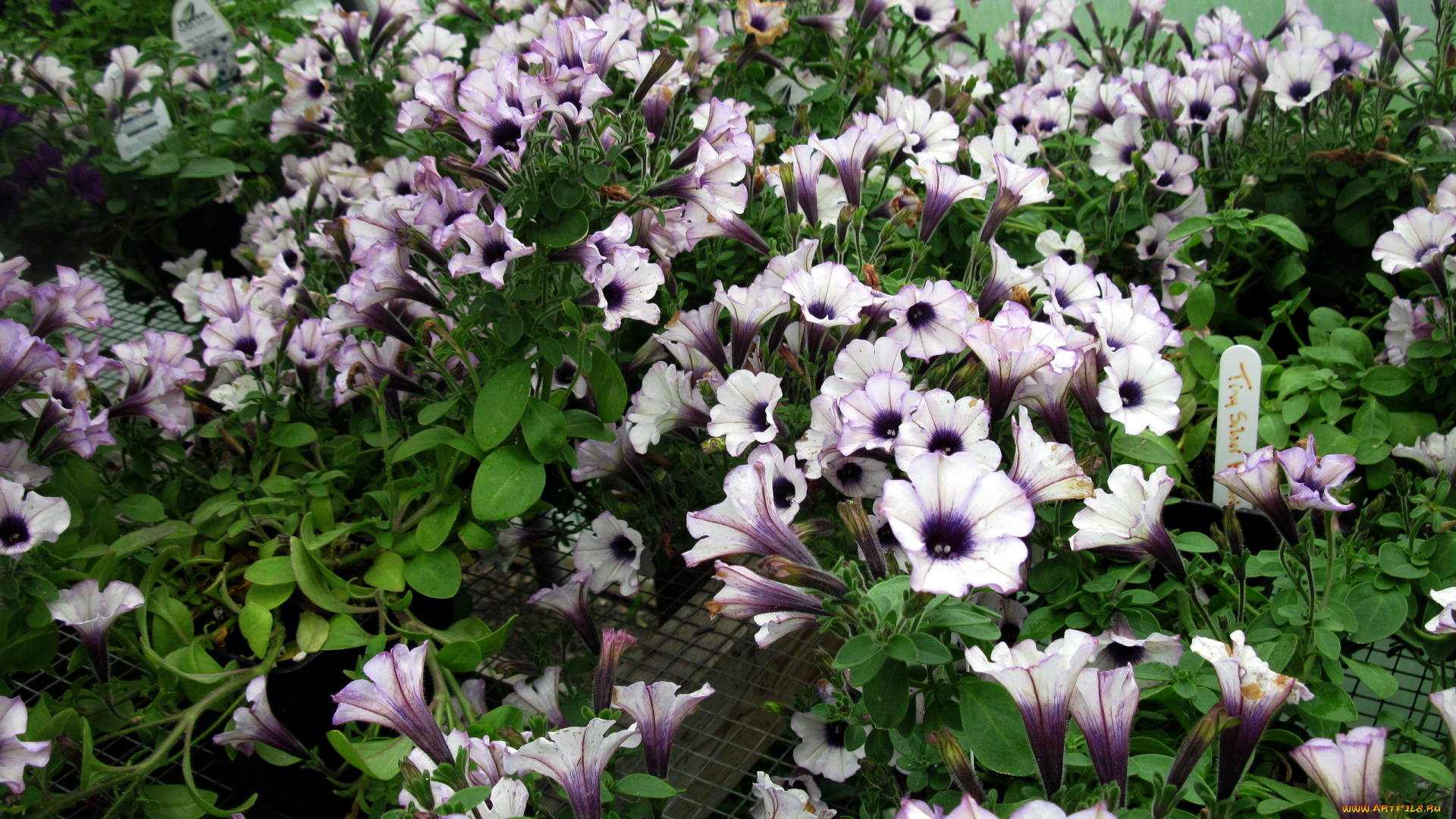 цветы, петунии, , калибрахоа, много