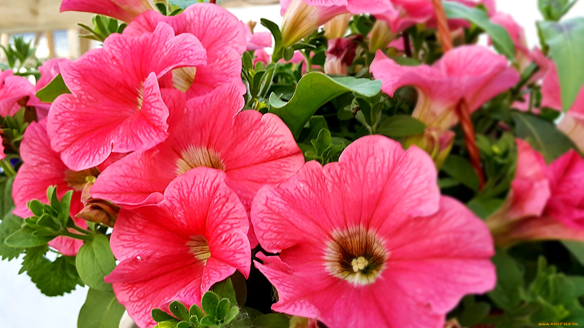 цветы, петунии, , калибрахоа, розовый