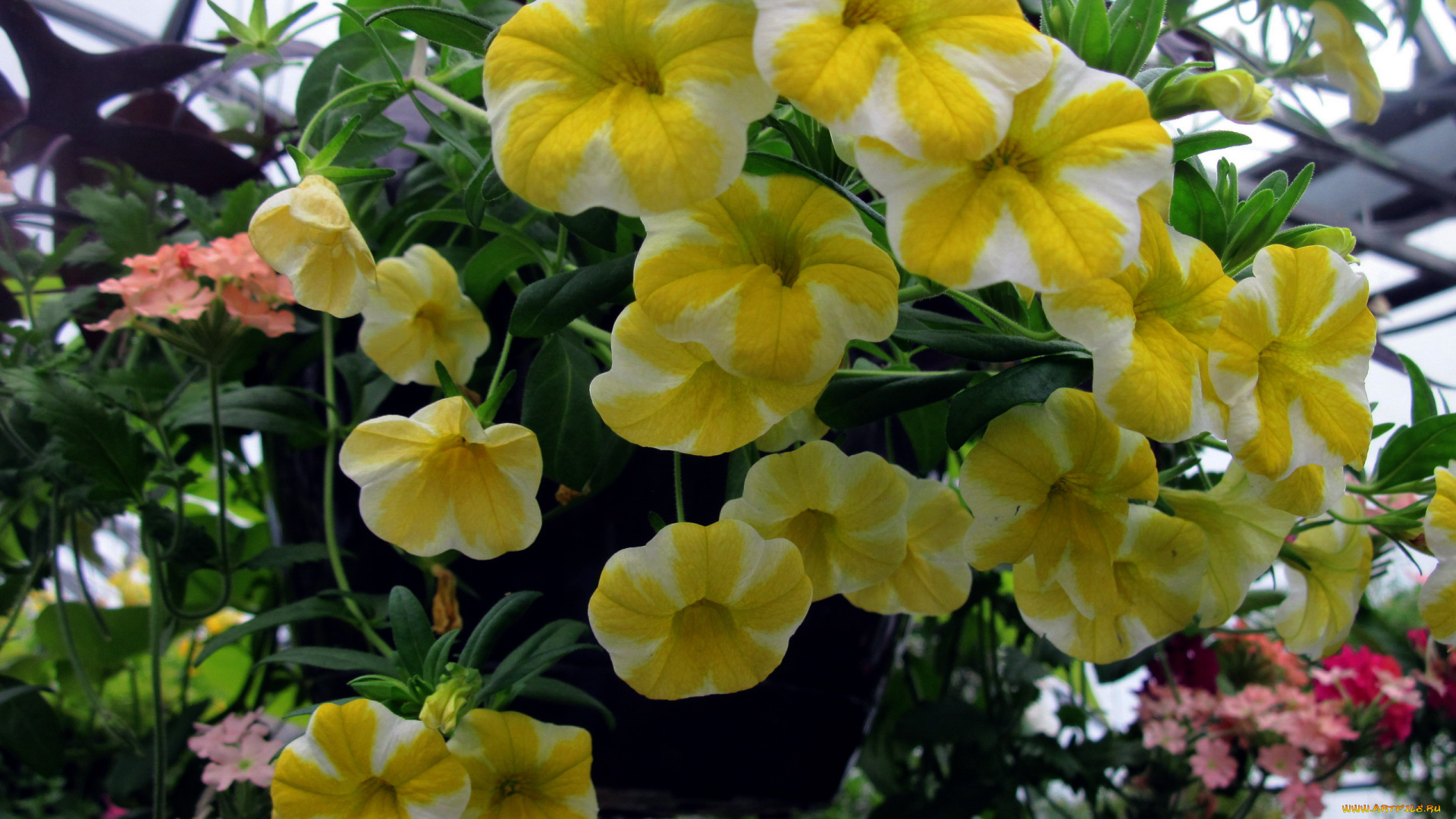 цветы, петунии, , калибрахоа, сурфиния