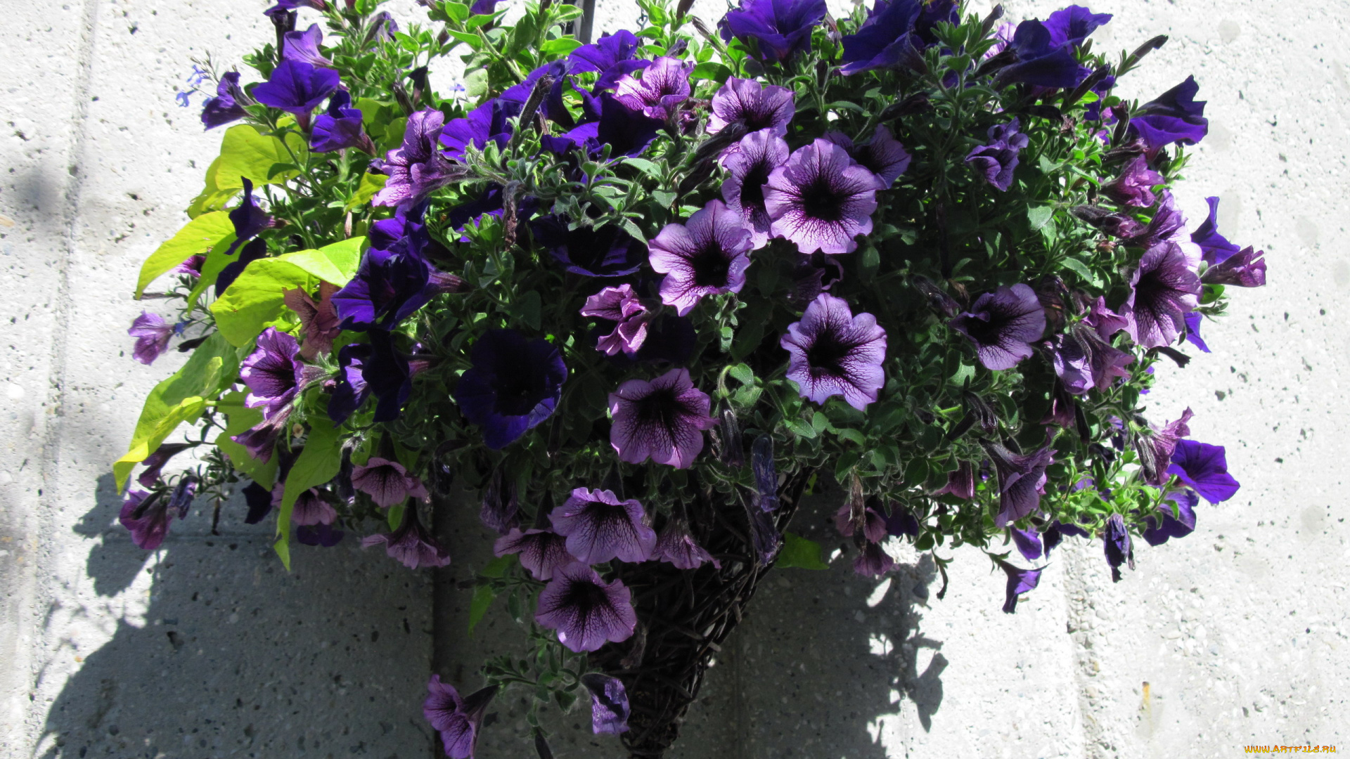 цветы, петунии, , калибрахоа, сурфиния