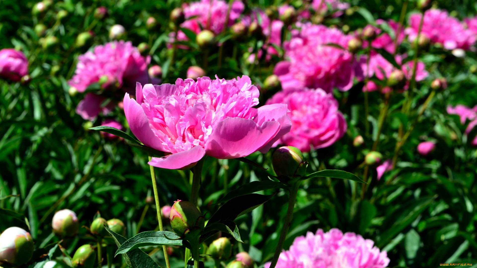 цветы, пионы, розовый