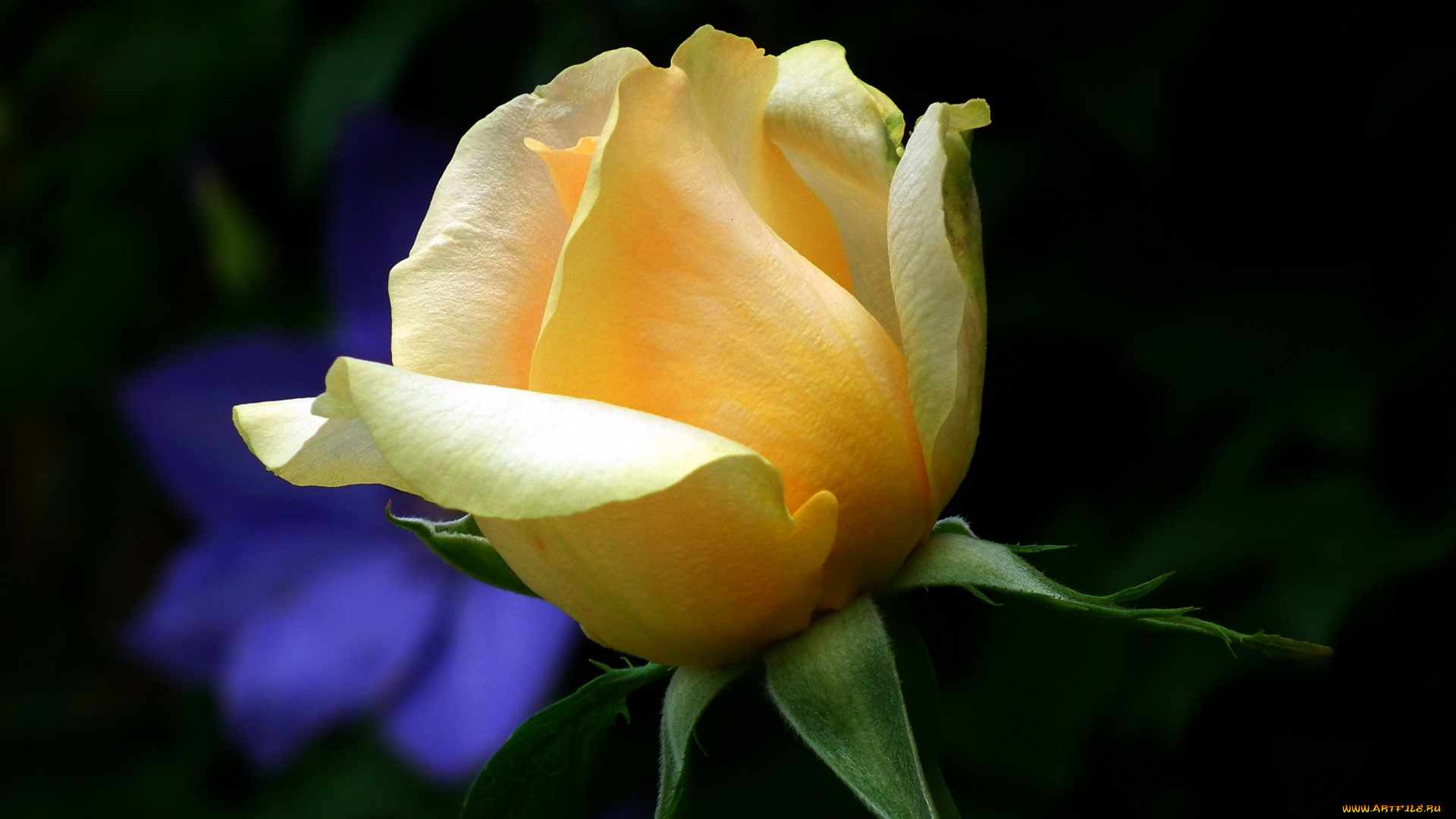 цветы, розы, бутон