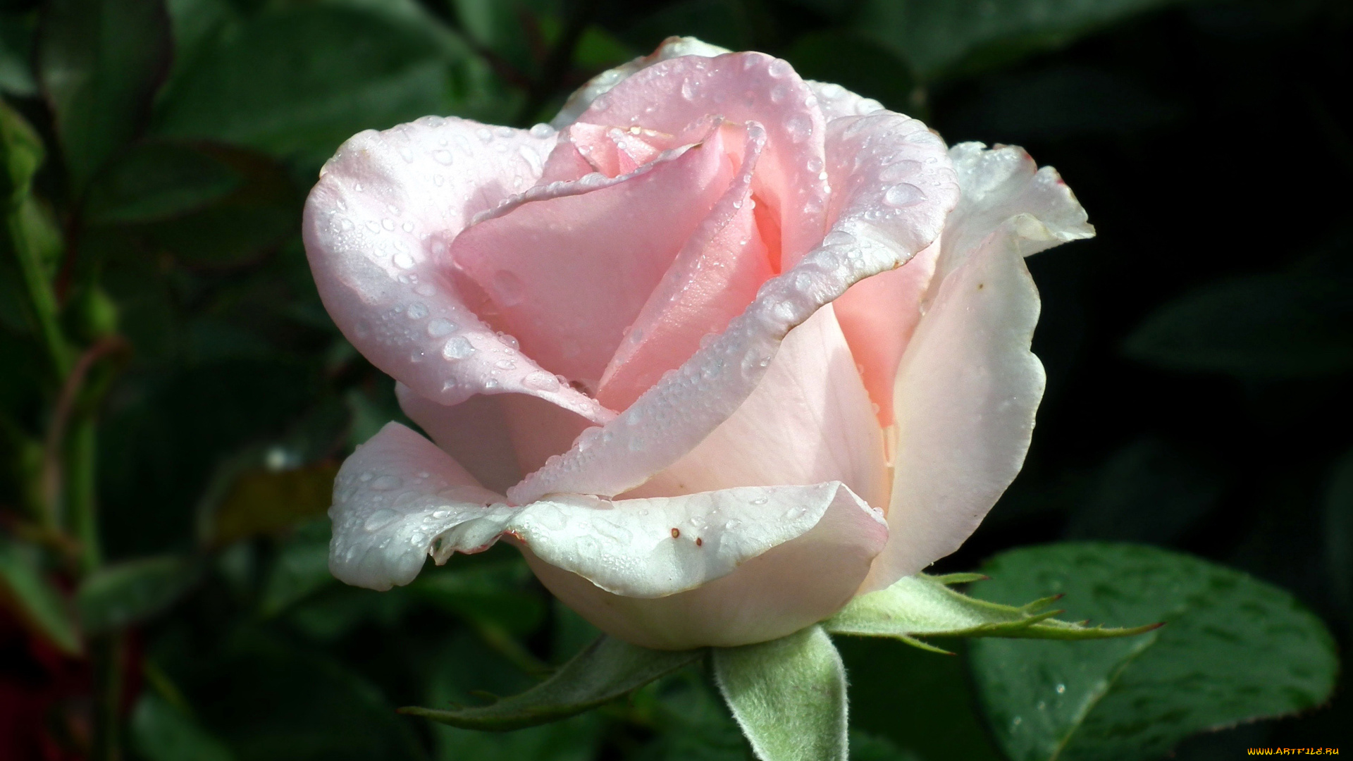 цветы, розы, капли, бутон, розовый