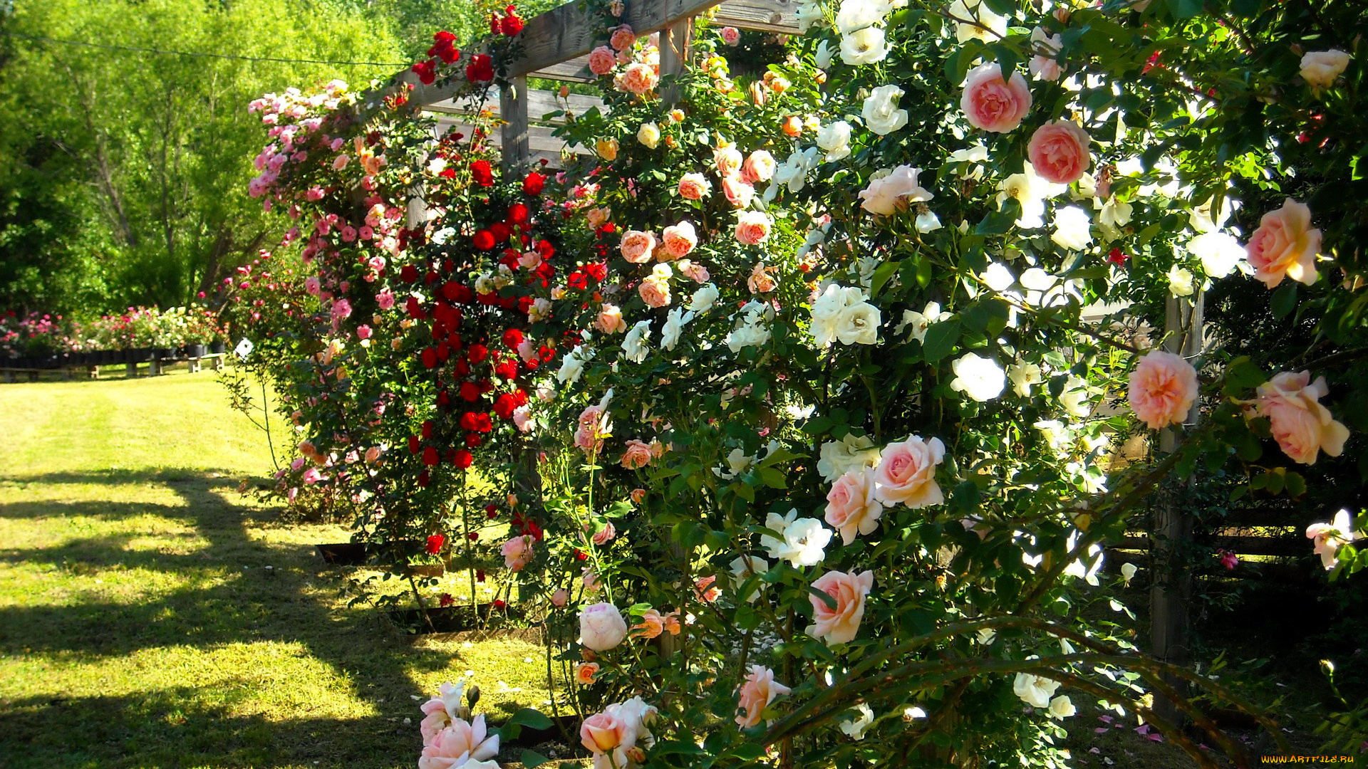 цветы, розы, кустовые