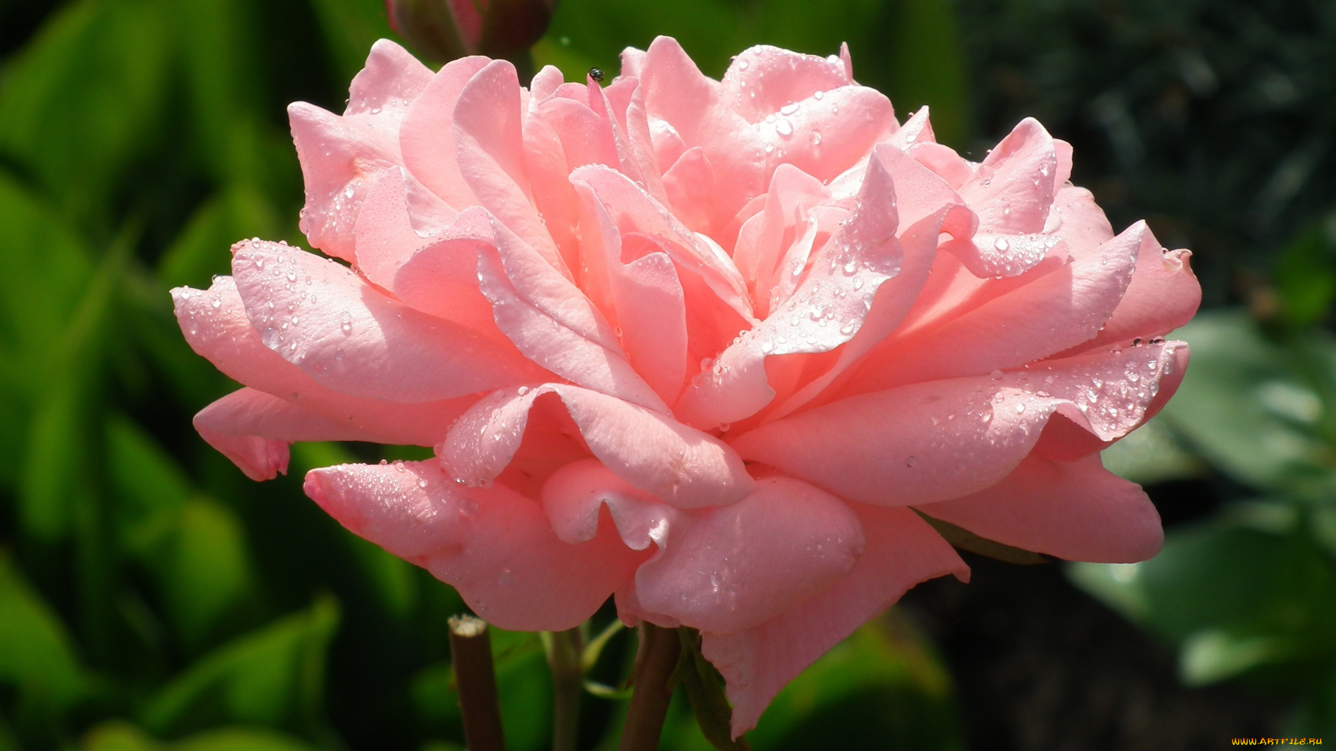 цветы, розы, макро, капли, лепестки, розовый