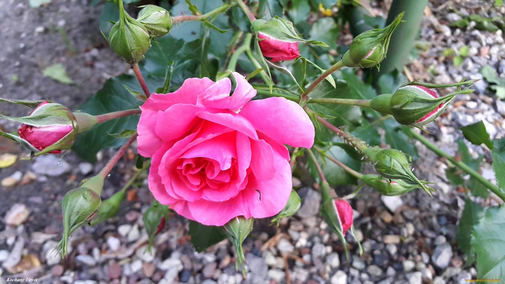 цветы, розы, много, бутоны, розовый