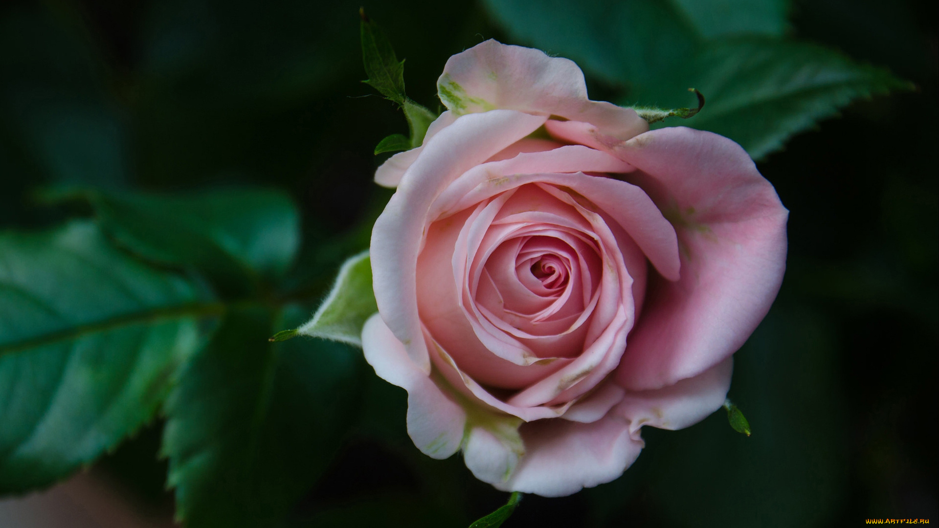 цветы, розы, роза, бутон, макро