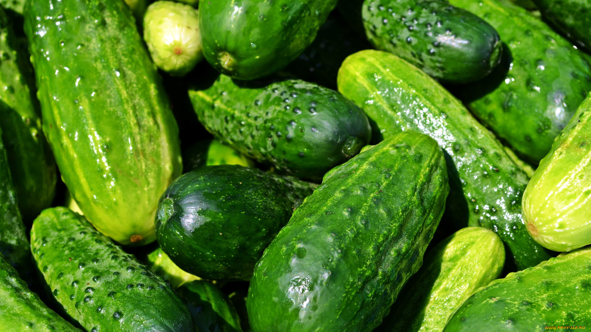 еда, огурцы, пупырышки, урожай