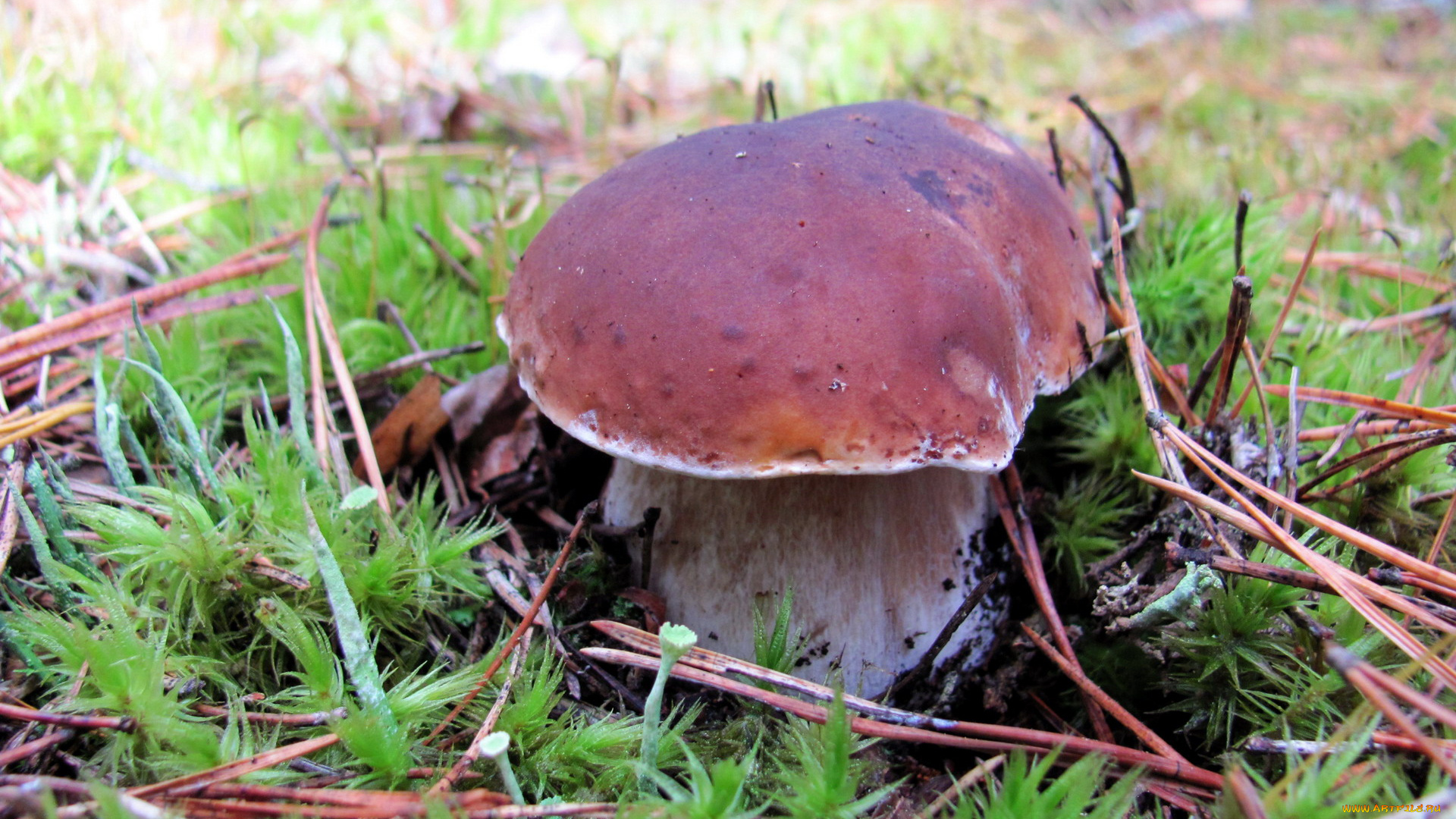 природа, грибы, боровик