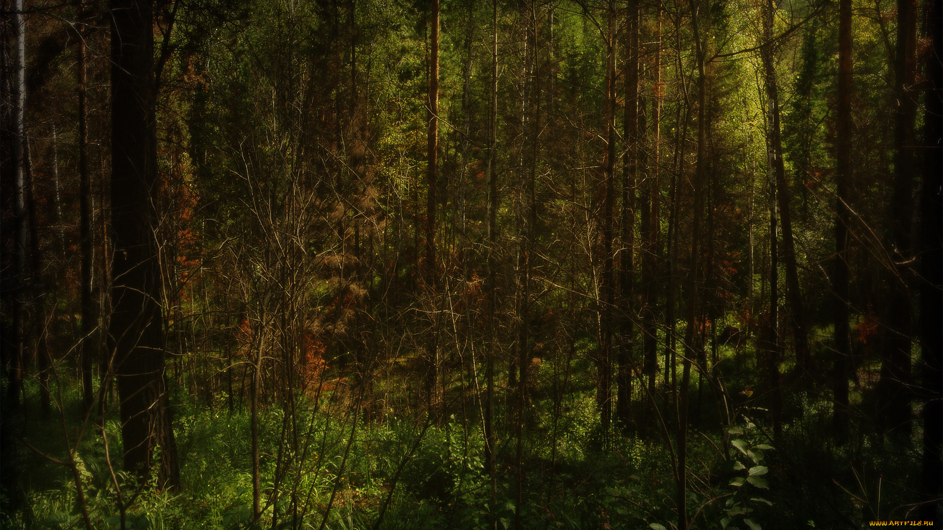 природа, лес, чаща, деревья, подлесок