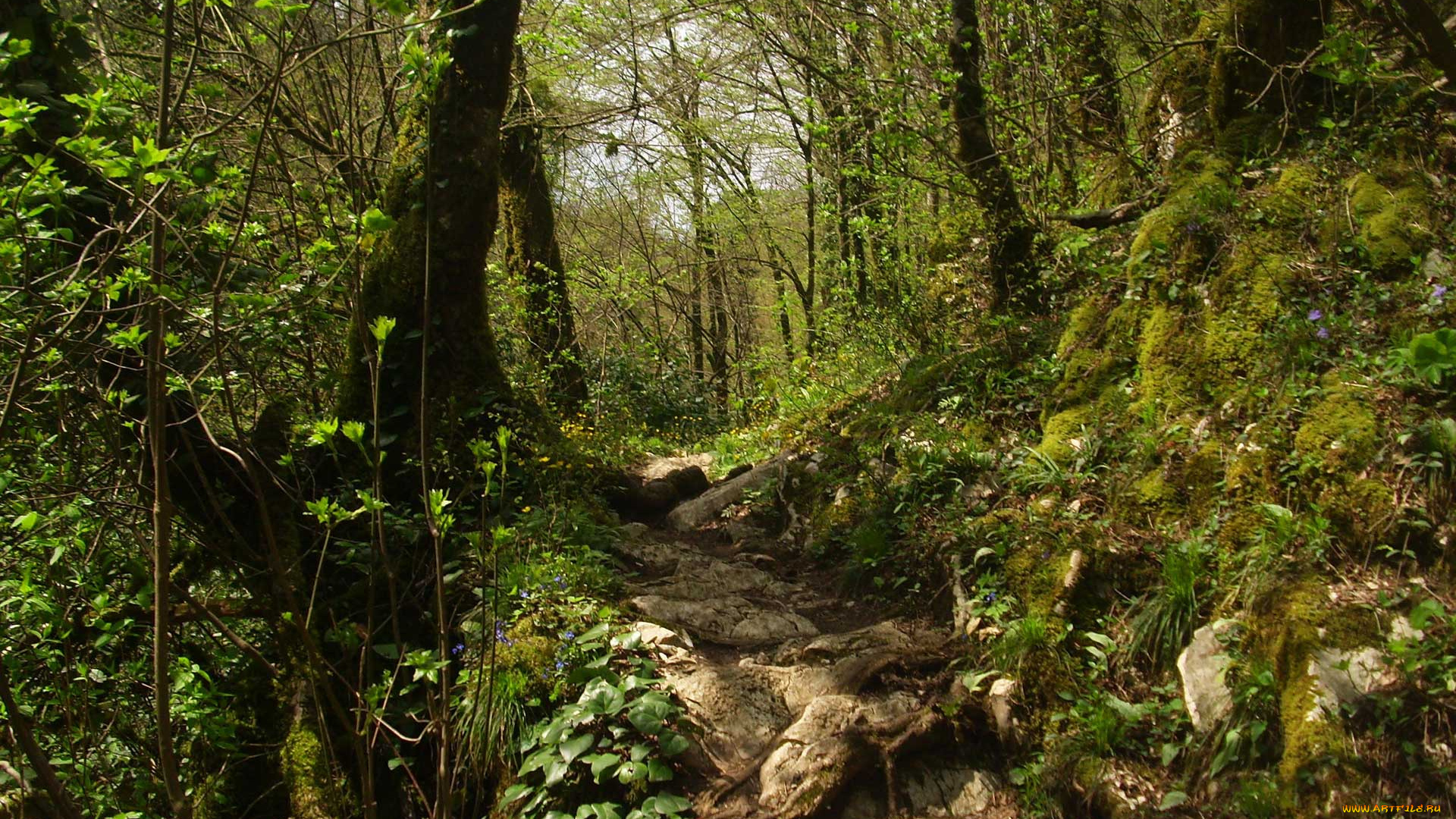 природа, лес, корни, трава, мох, тропа, деревья, подлесок