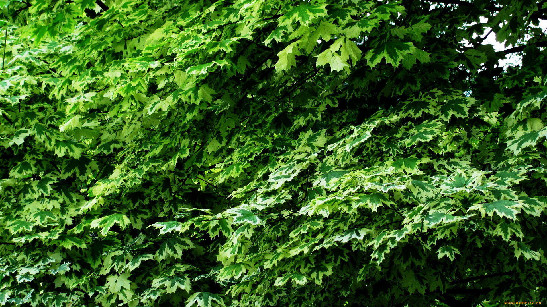 природа, листья, кленовые