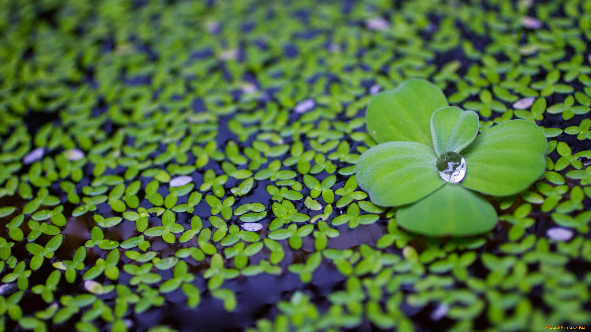 природа, макро, капл, зеленые, вода, лепестки