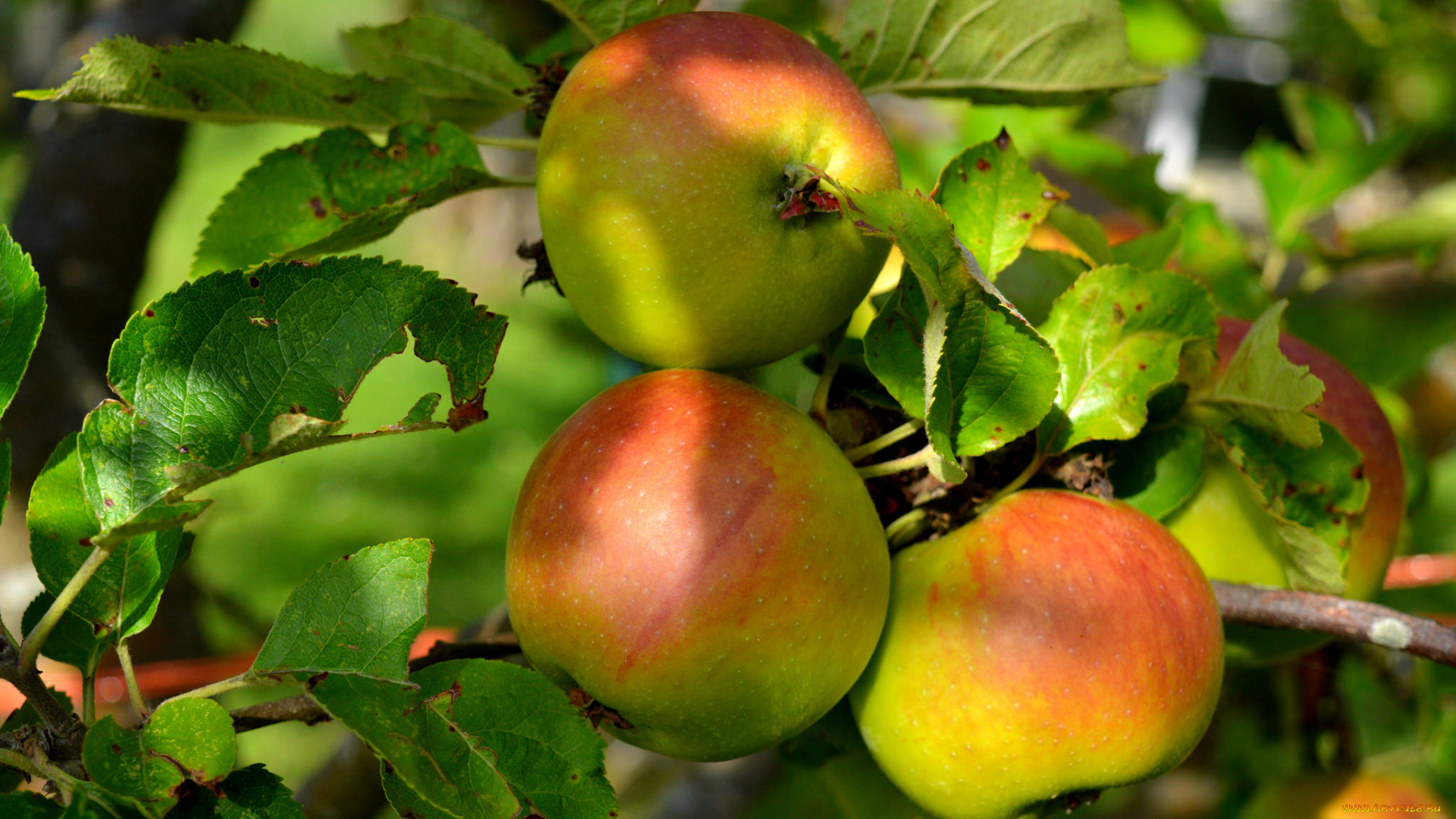 природа, плоды, яблочки
