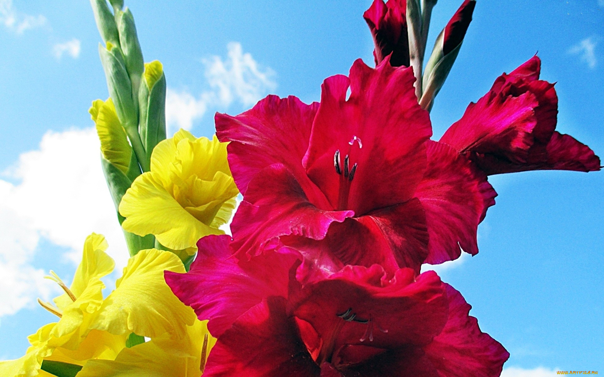 цветы, гладиолусы, желтый, красный