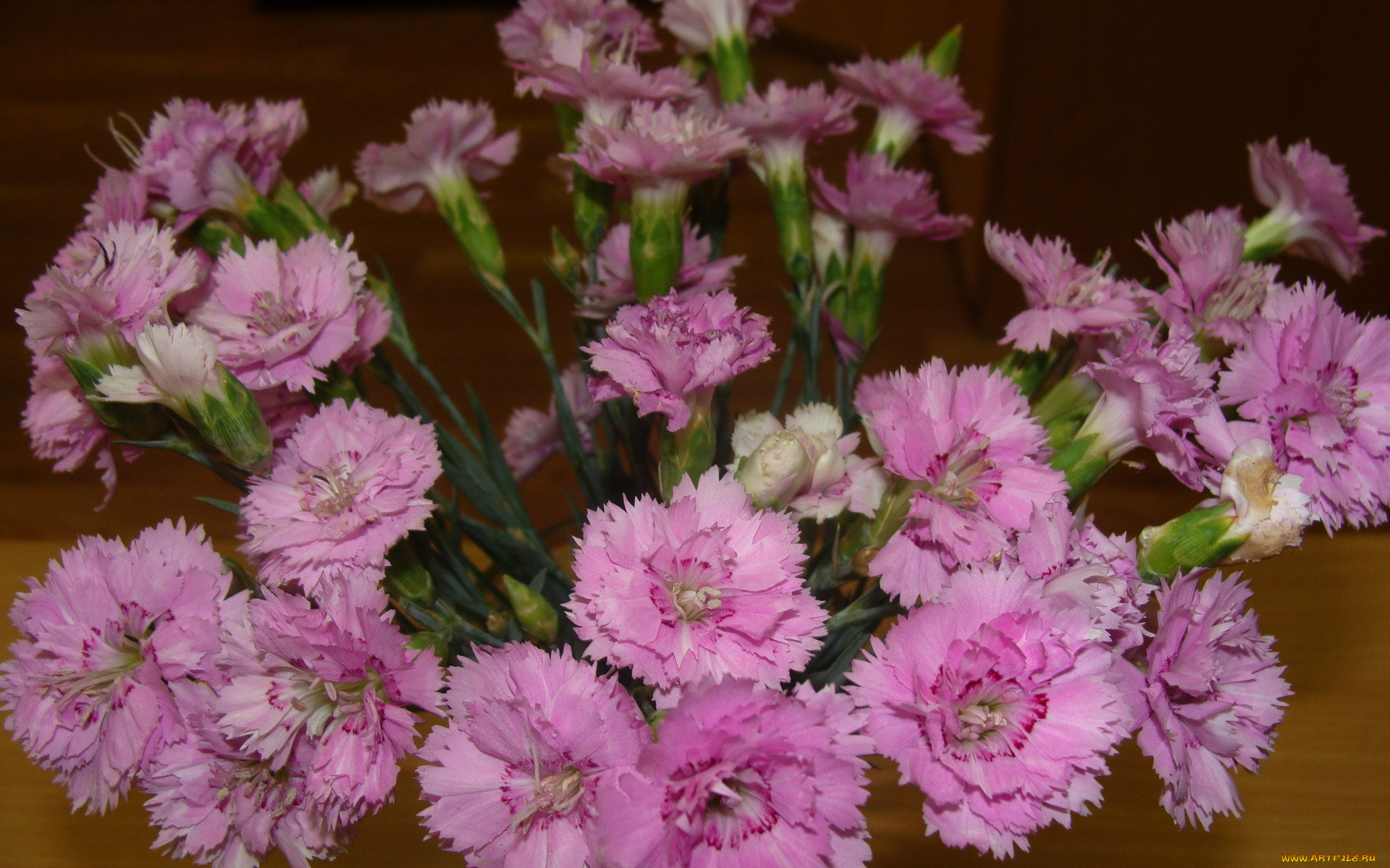 цветы, гвоздики, розовый