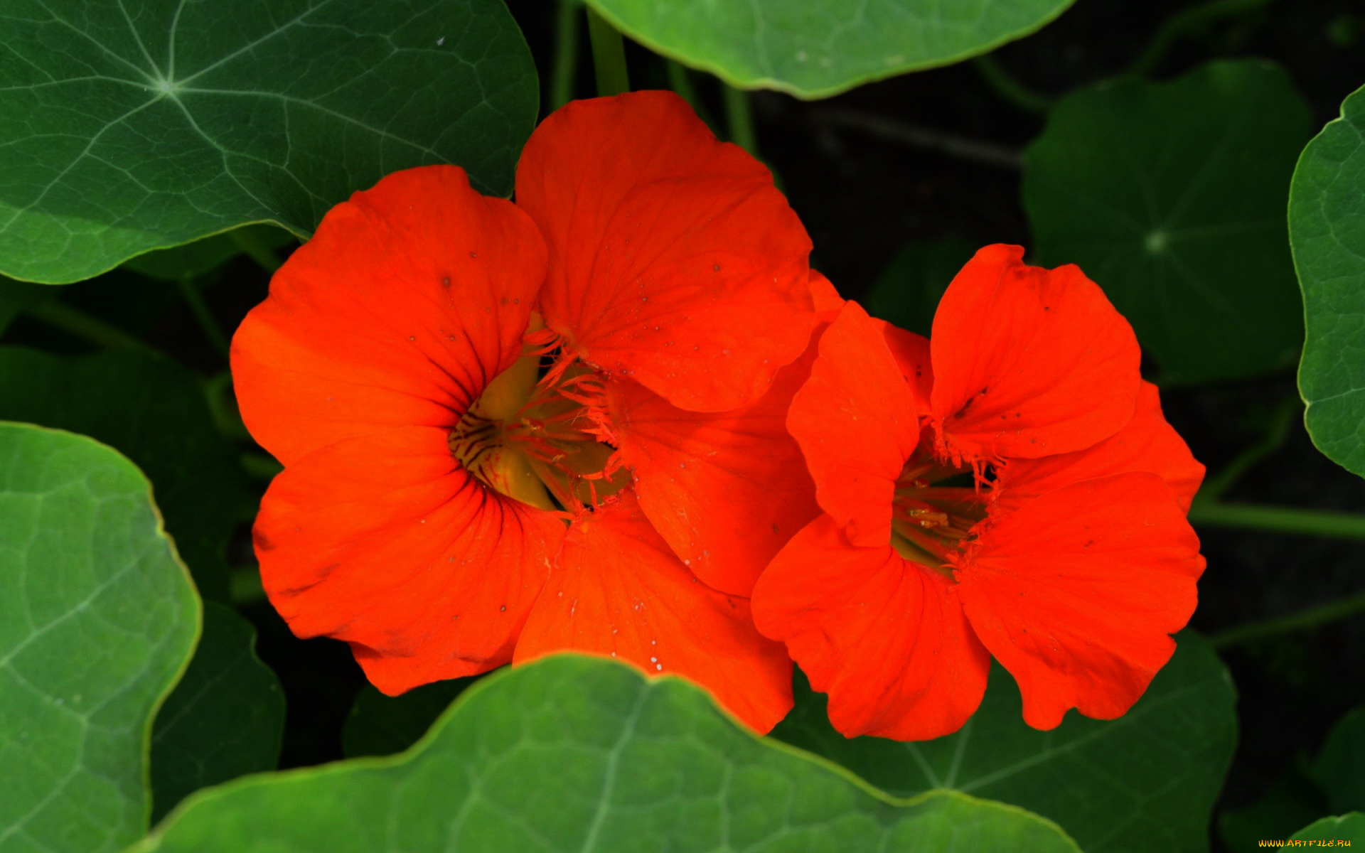 цветы, настурции, оранжевый