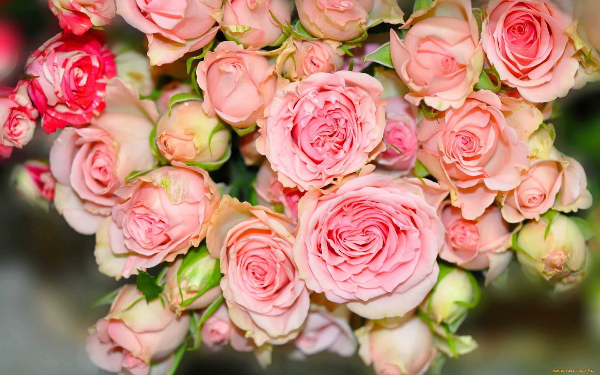 цветы, розы, бутоны